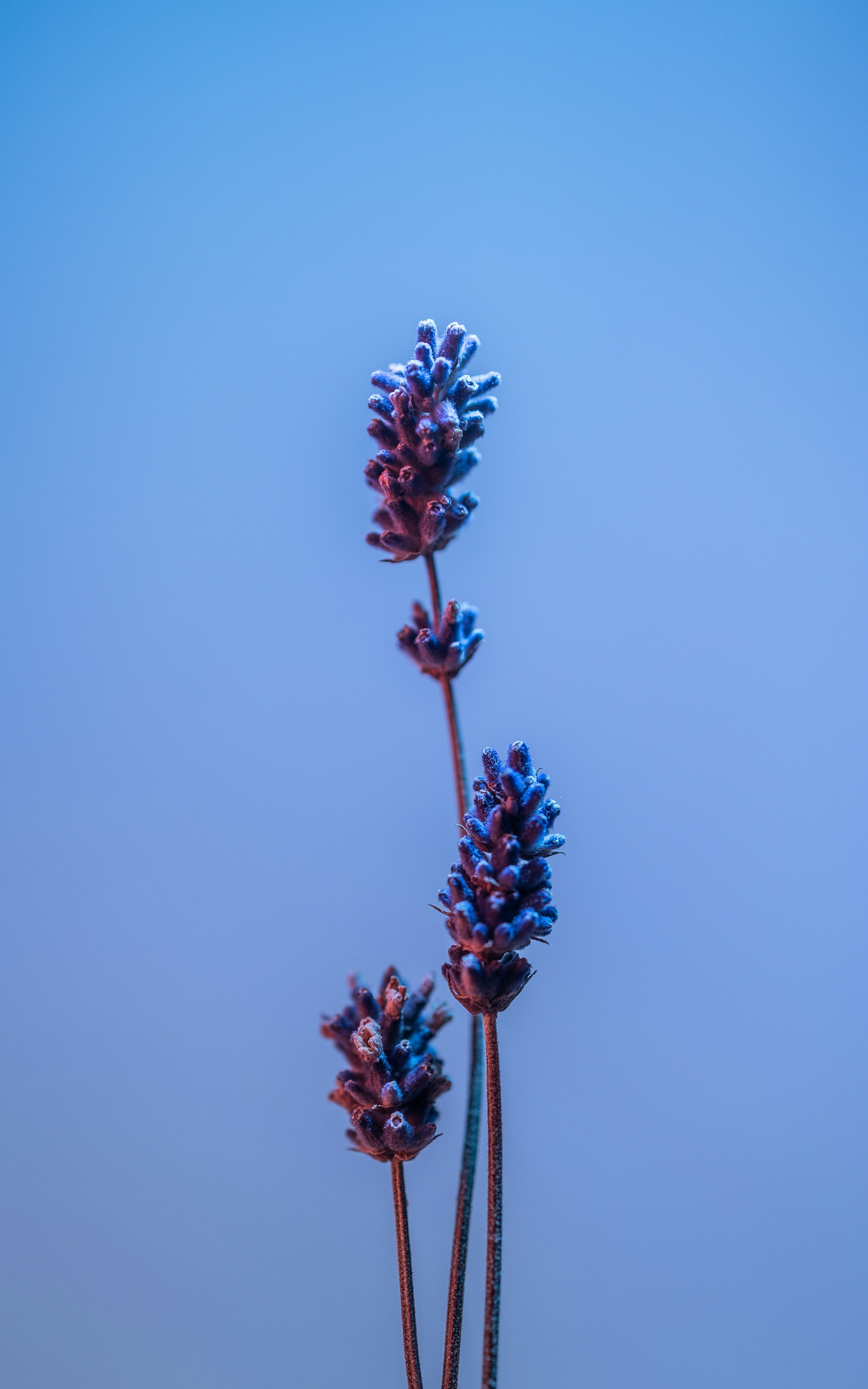 A couple of purple flowers sitting on top of a field