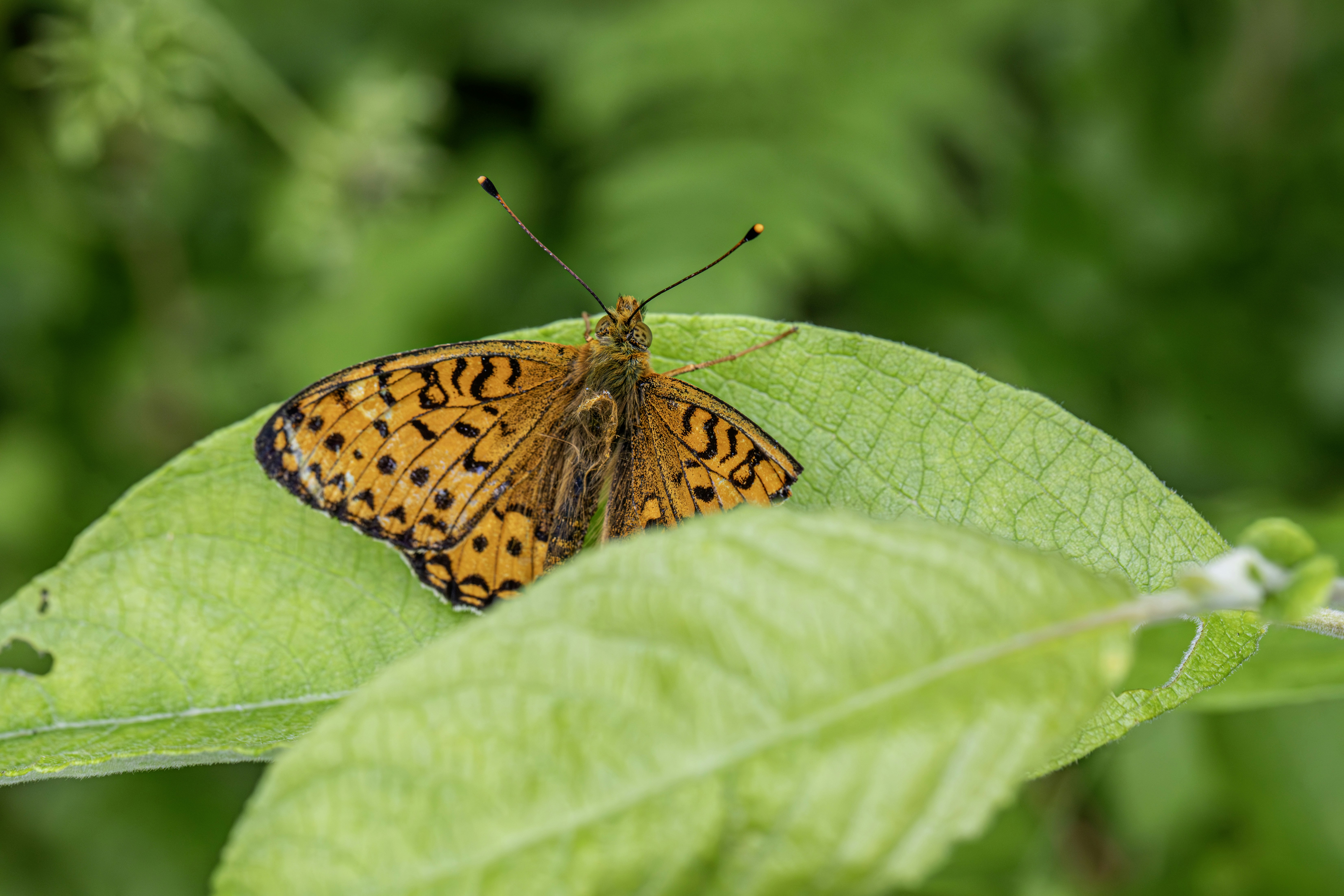 Photo by erik_karits