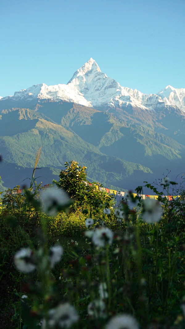 Mountain valley with flowers