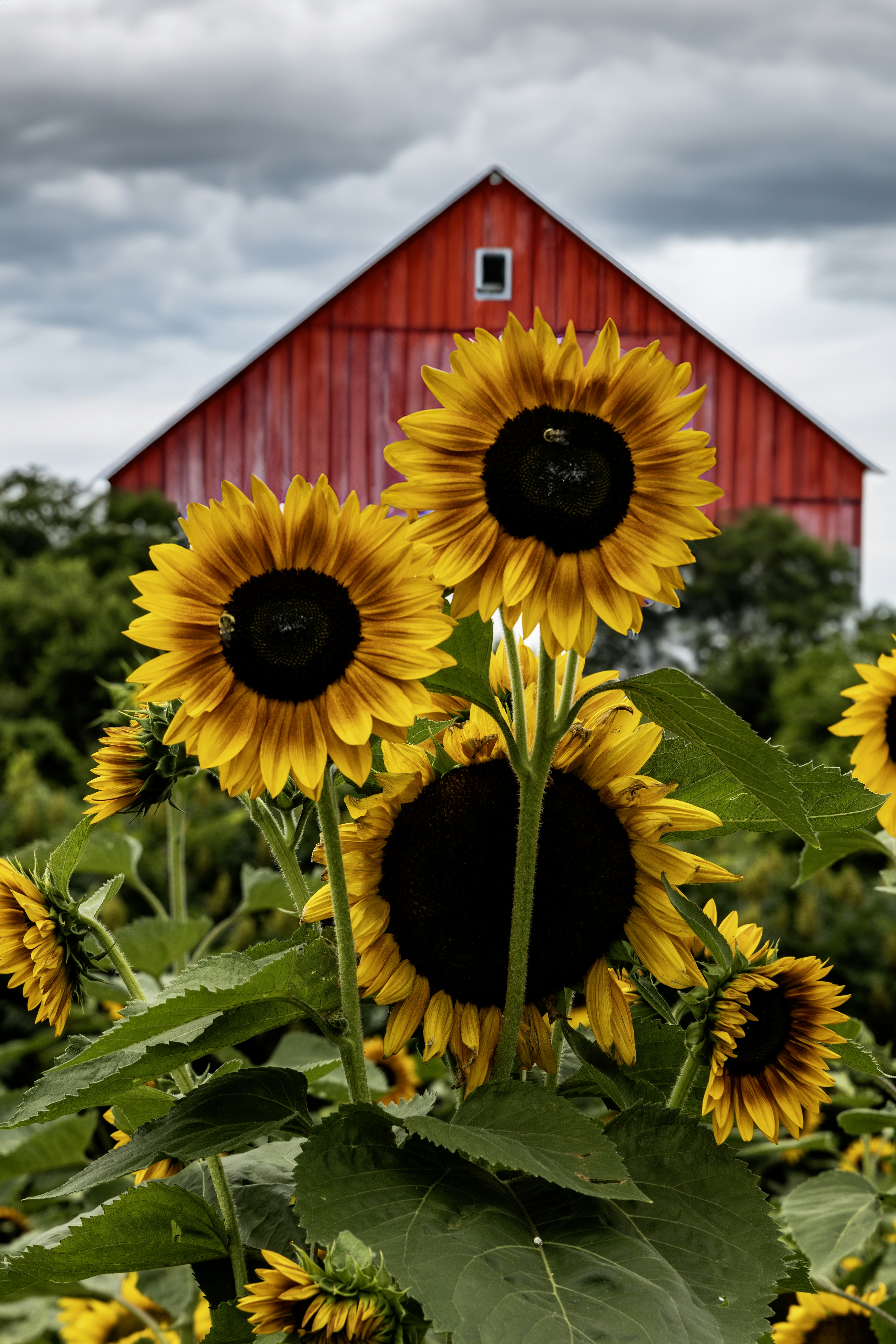 A field of sunflowers with a red barn in the background