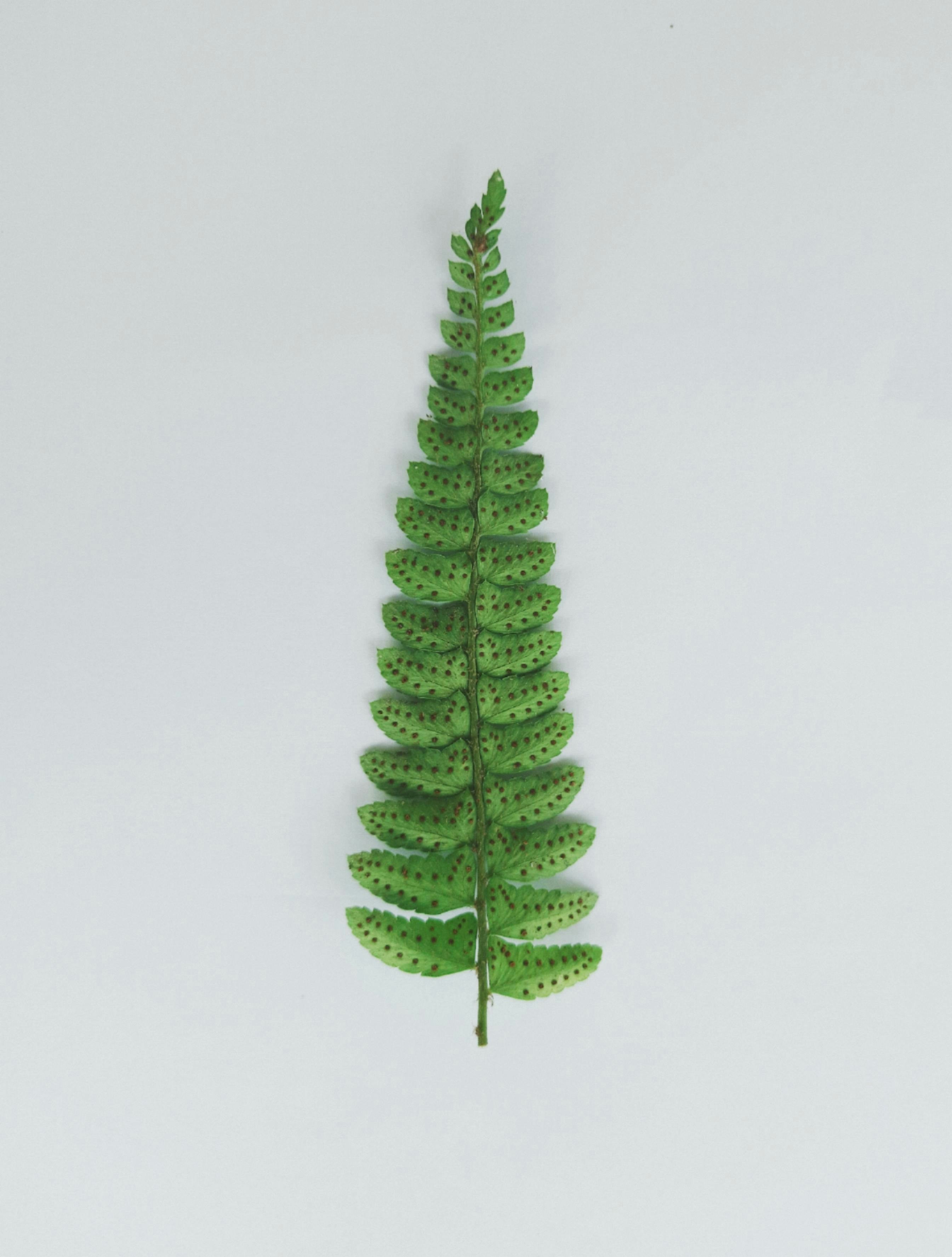 A small green plant on a white background