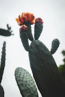 A close up of a cactus with a bird in the background