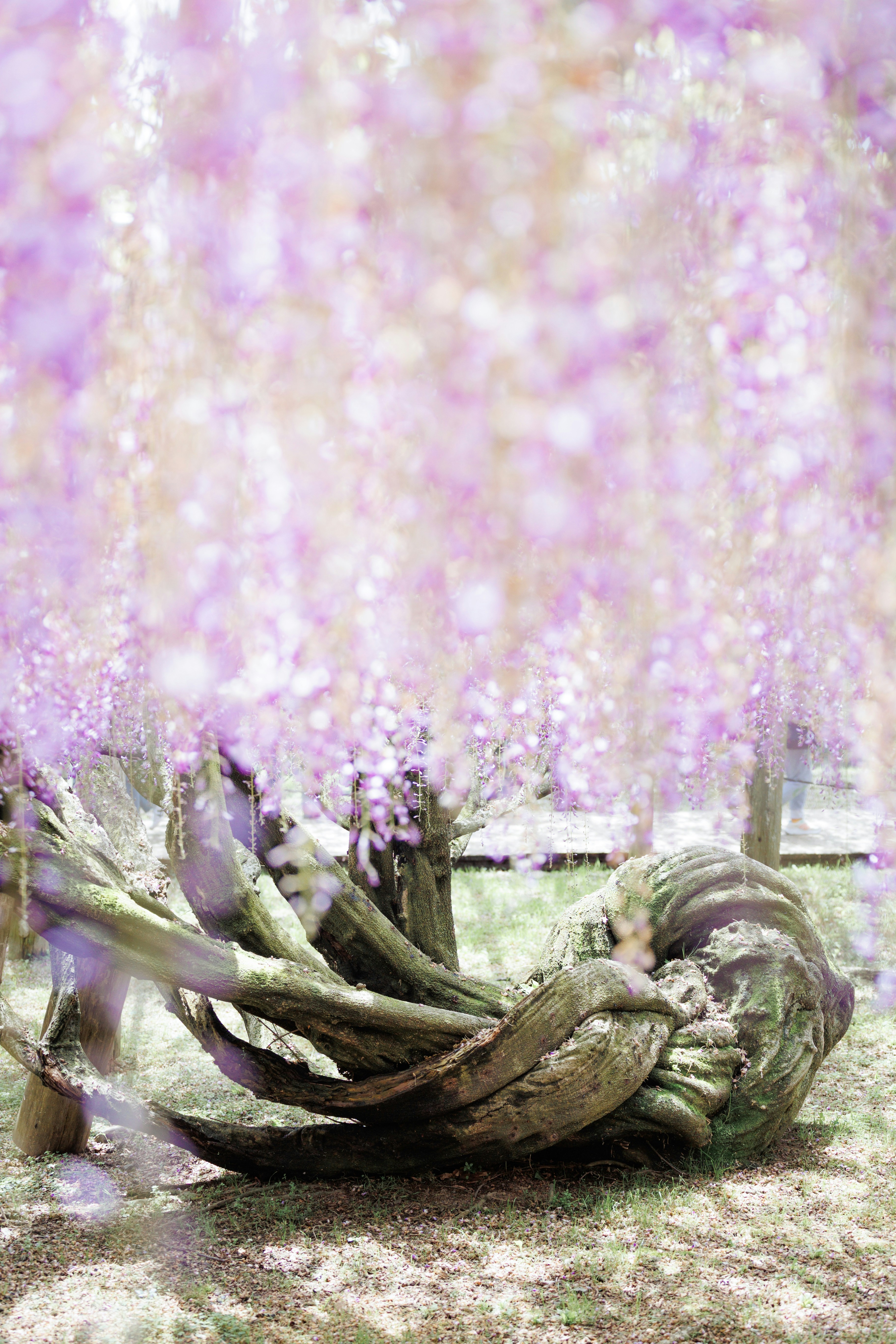 A bunch of flowers that are on the ground