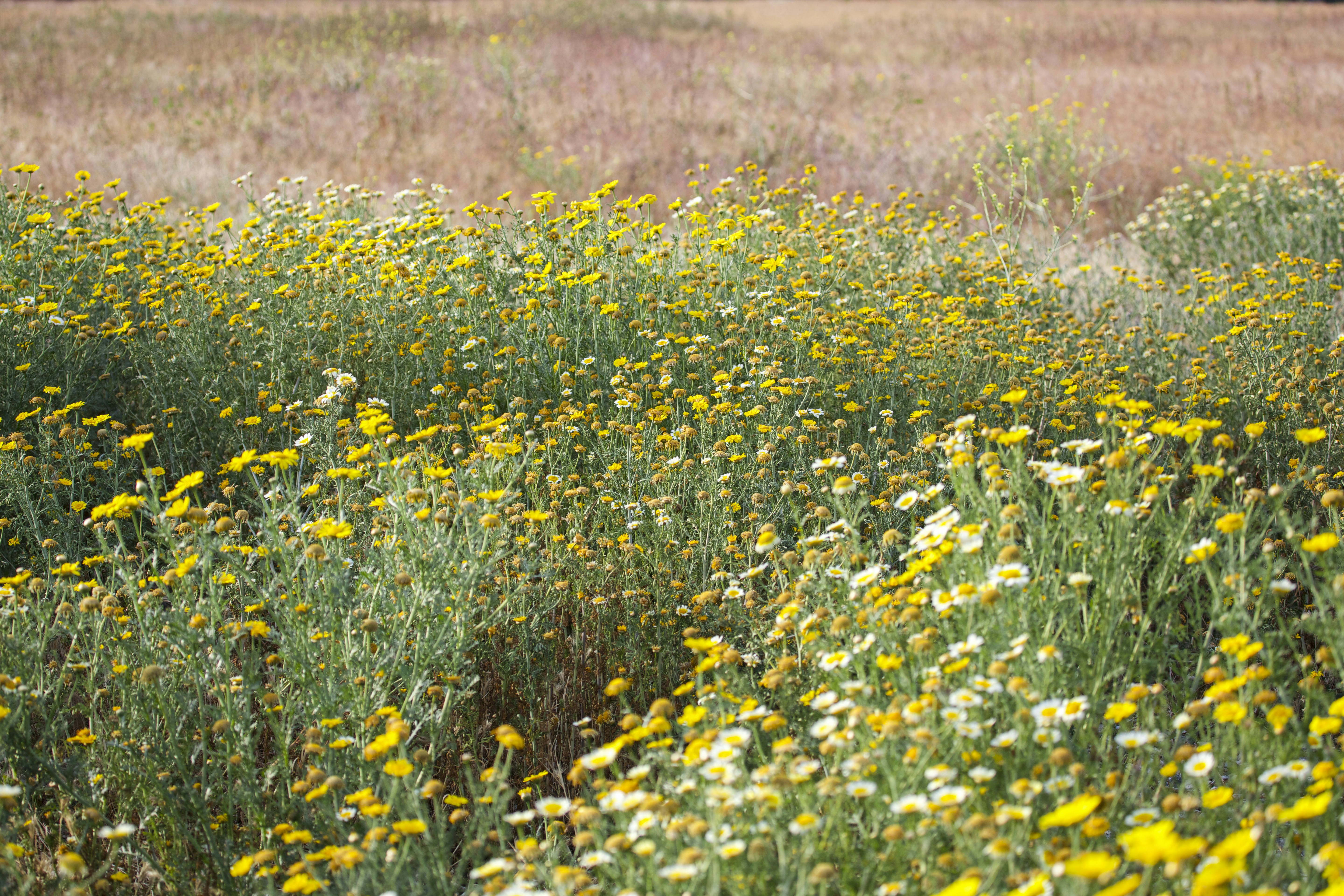 Photo by matthewmentley