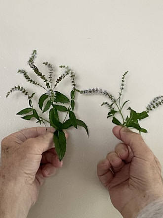 A person holding a plant in their hands