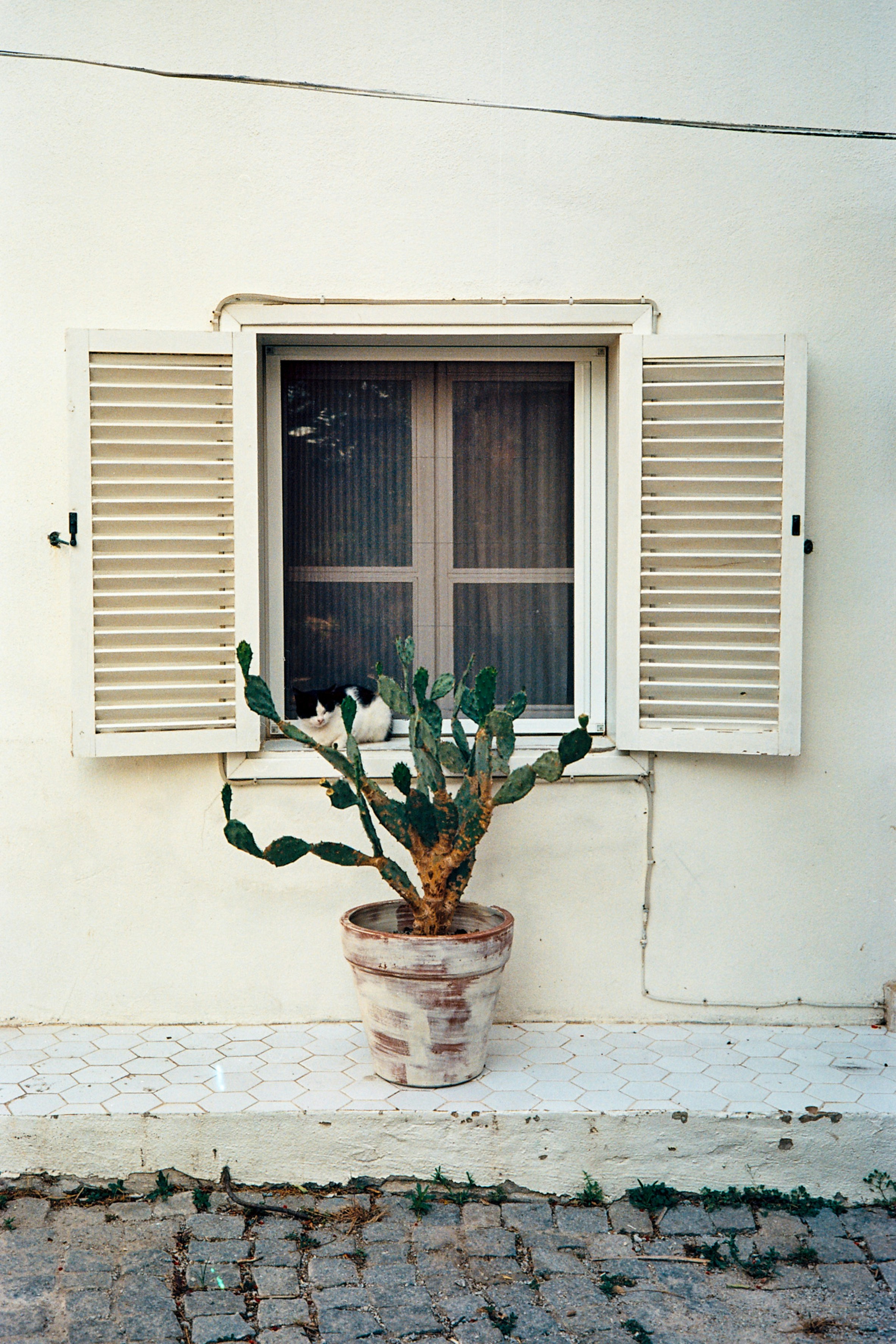A potted plant sitting in front of a window