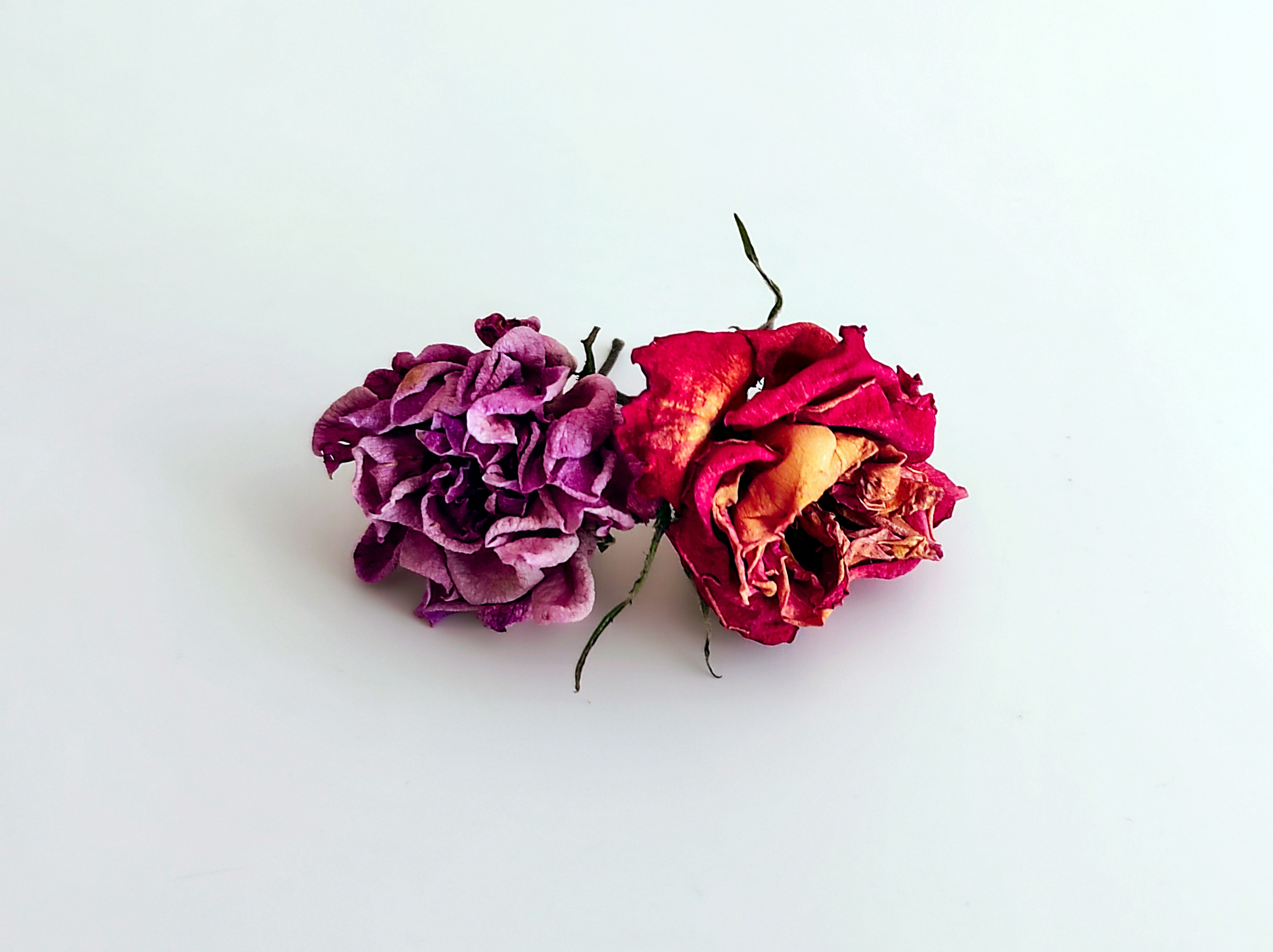 Photo by daniela_e_photography