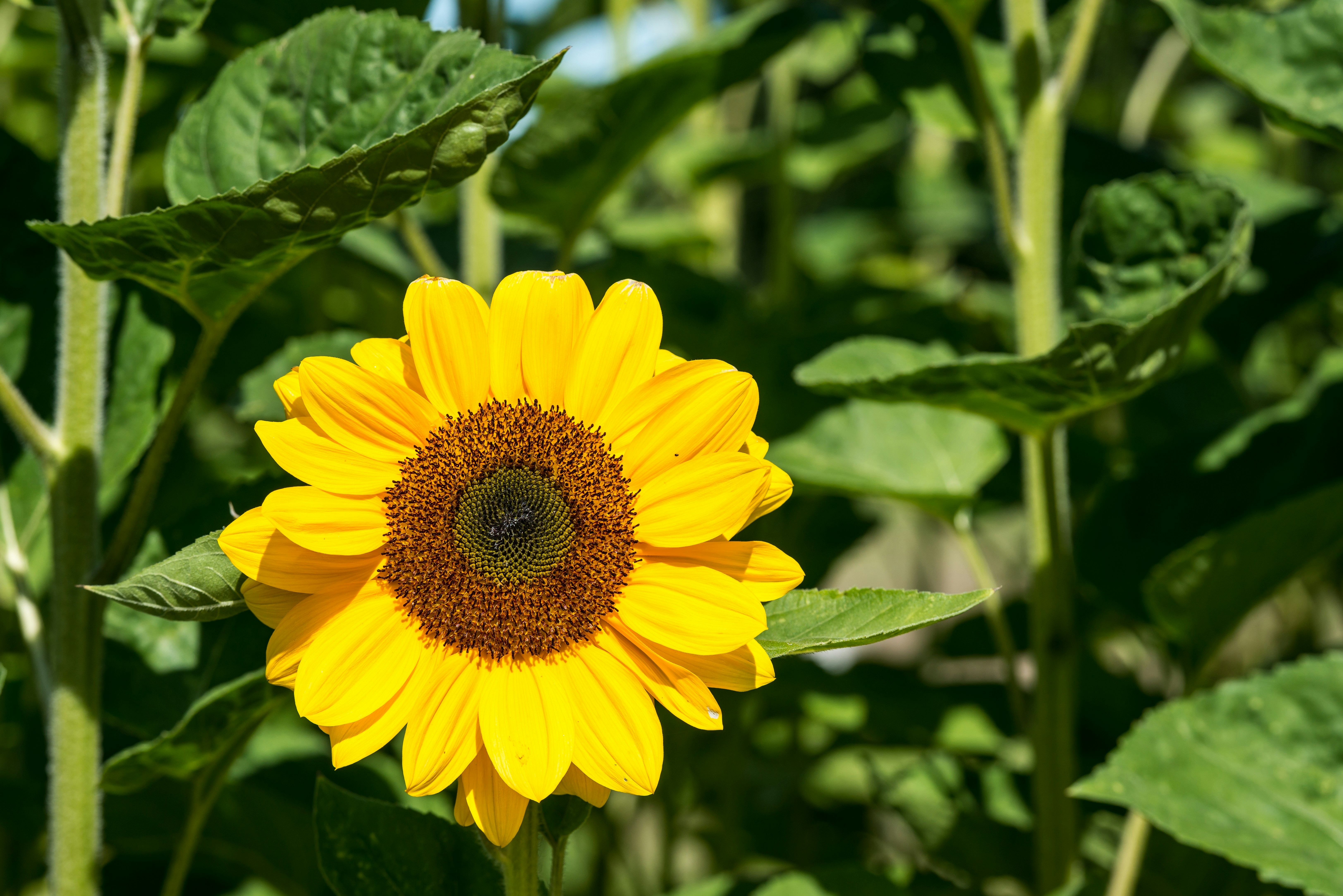 Photo by hamburgmeinefreundin