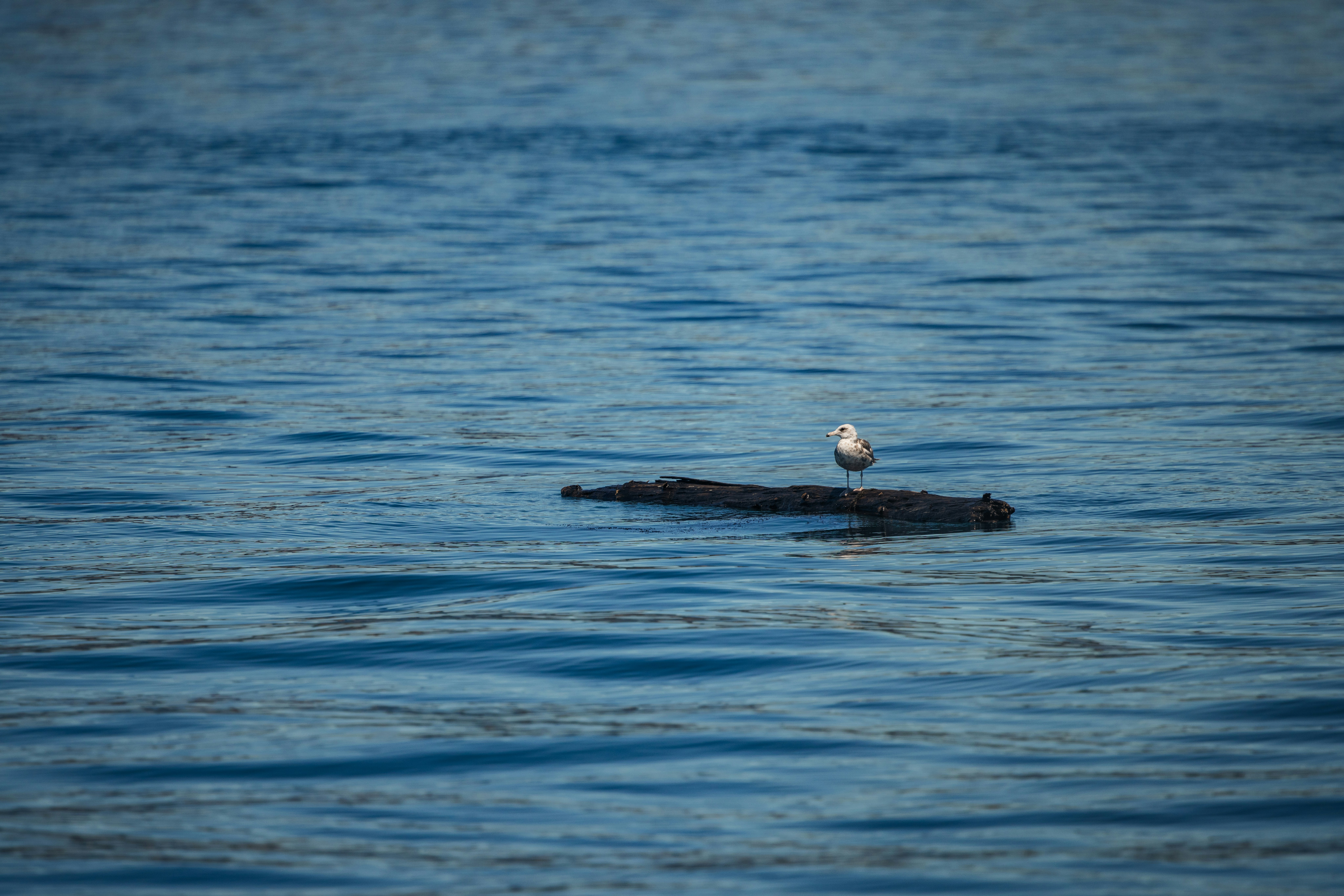 Photo by sailorgreg123