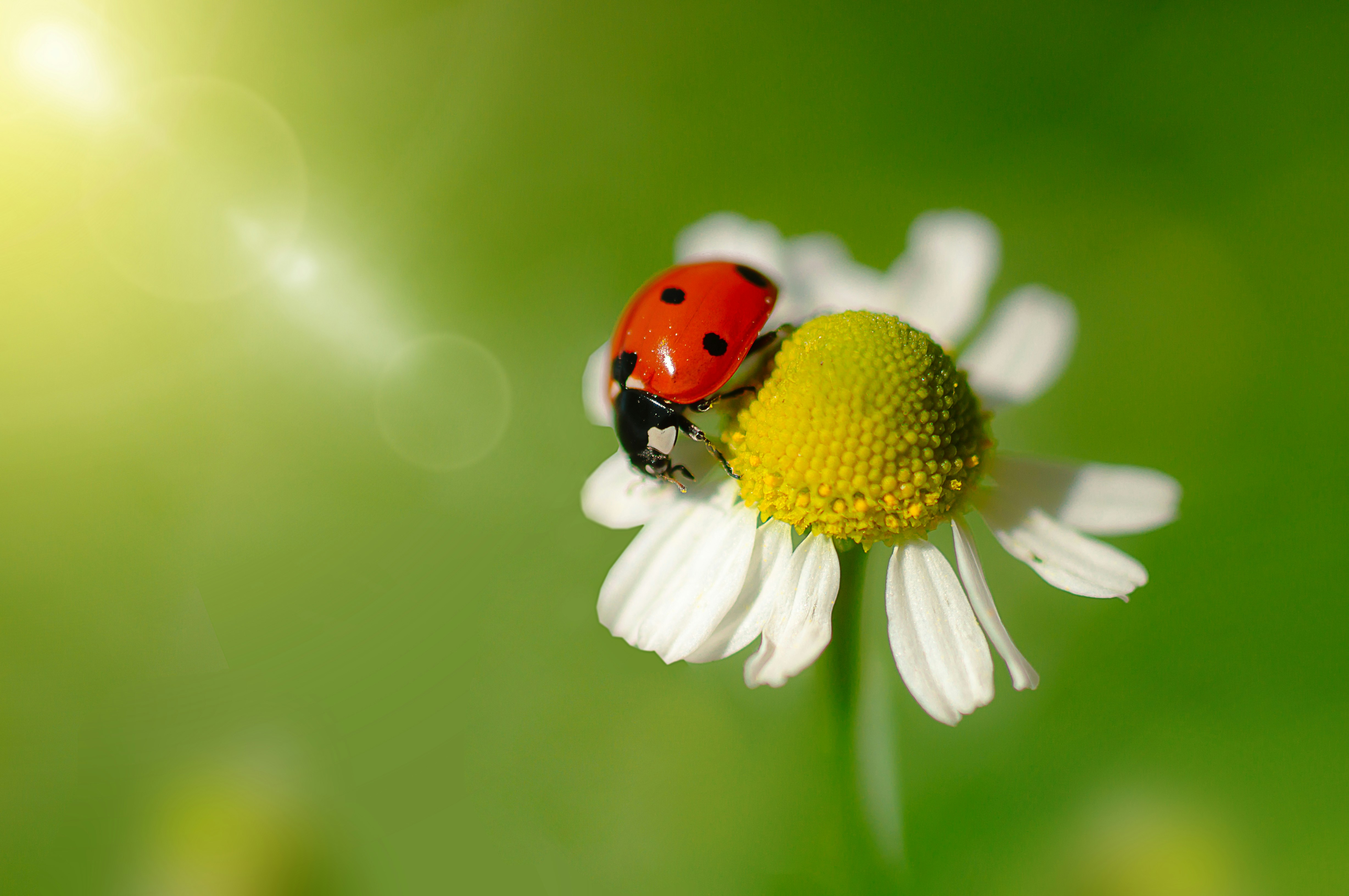 A lady bug sitting on top of a white flower photo – Free Ladybug Image ...