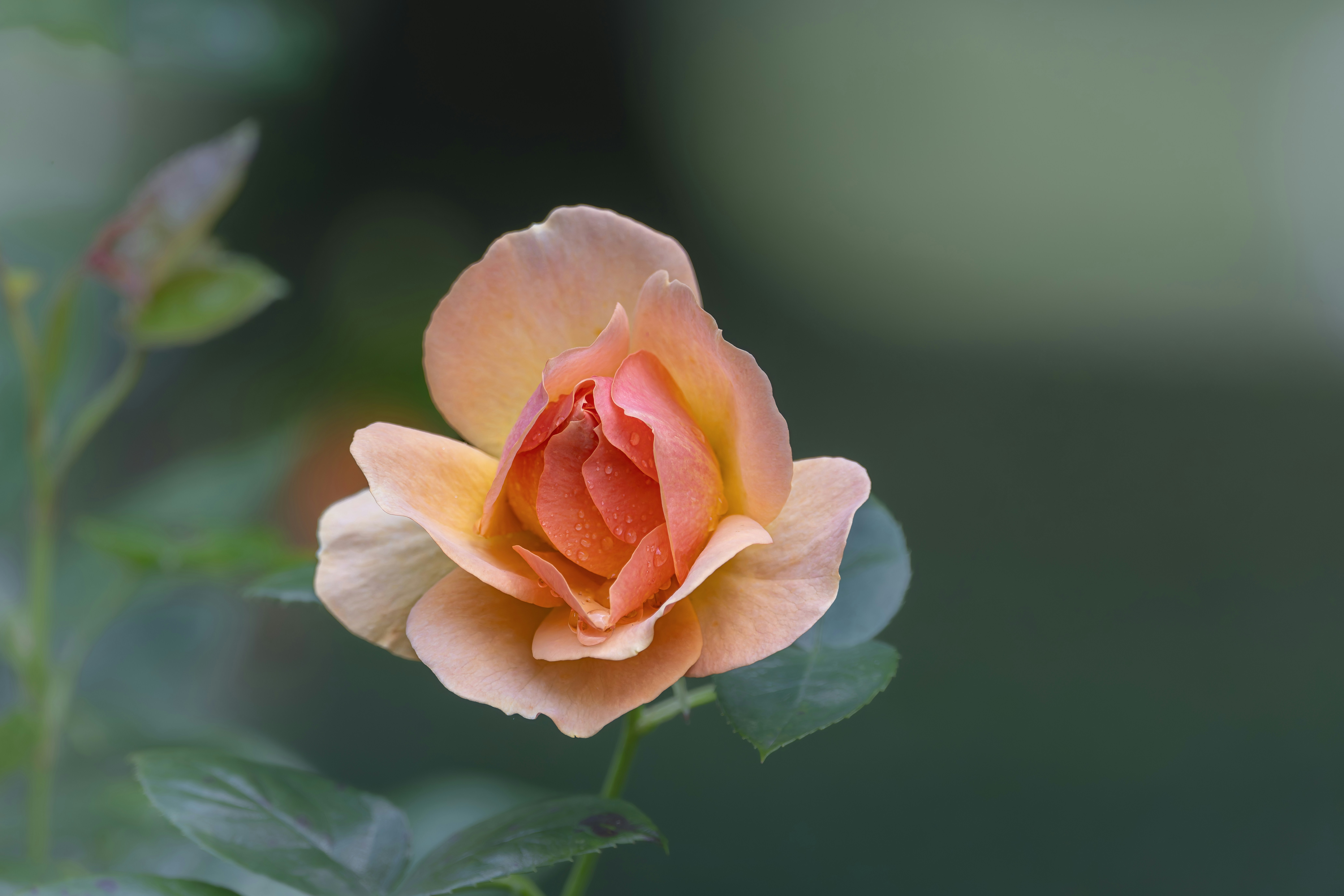 Photo by siegfriedpoepperl