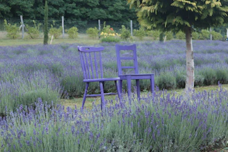 A blue chair sitting in a field of lavender