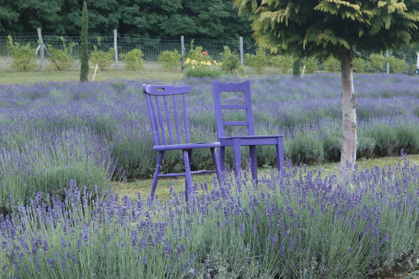A blue chair sitting in a field of lavender
