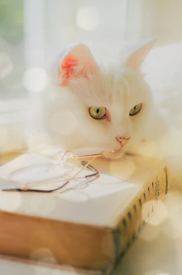 A white cat sitting on top of a book