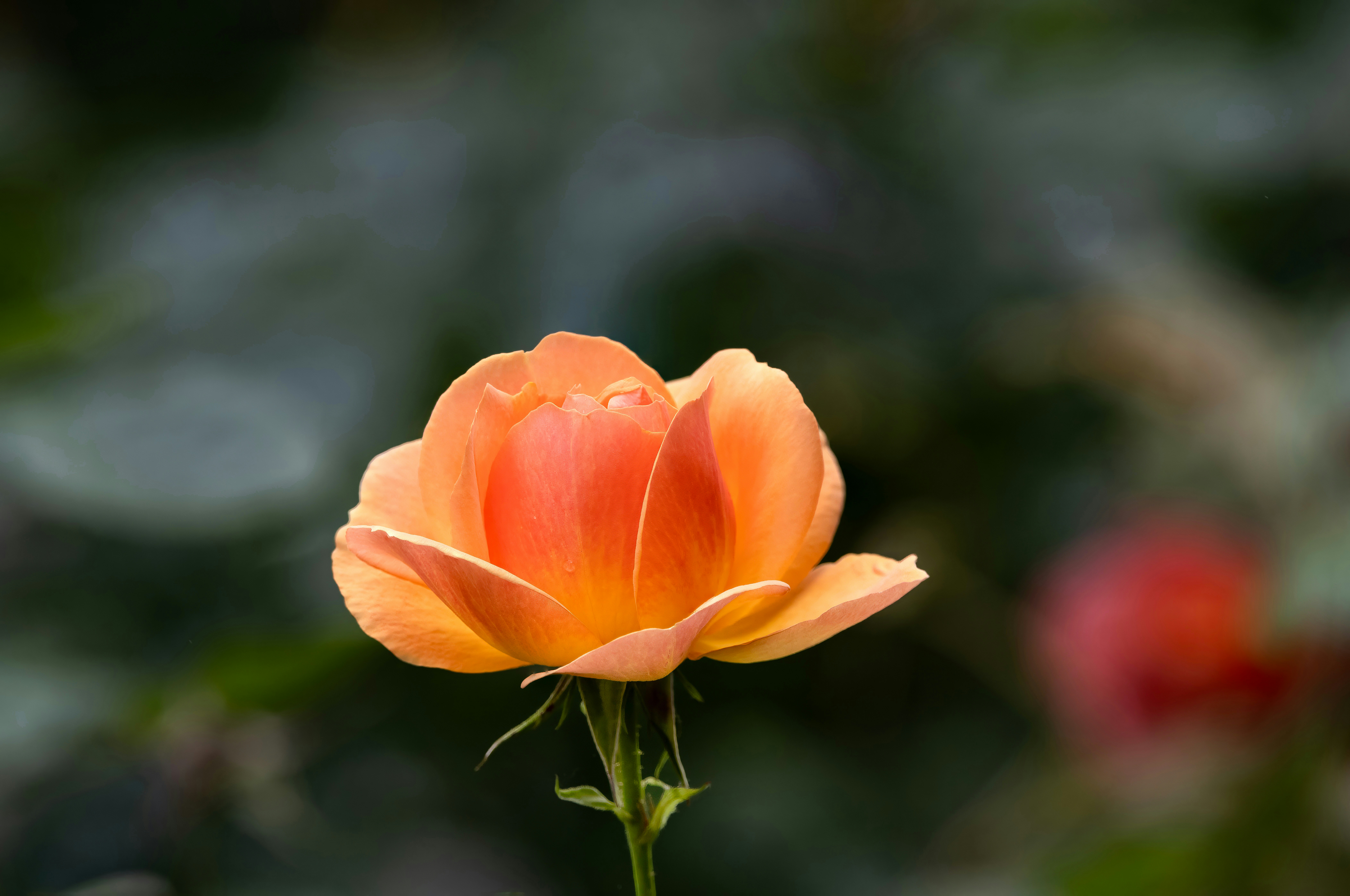 Photo by siegfriedpoepperl