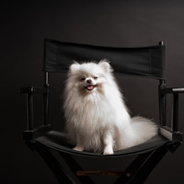 A small white dog sitting in a black chair
