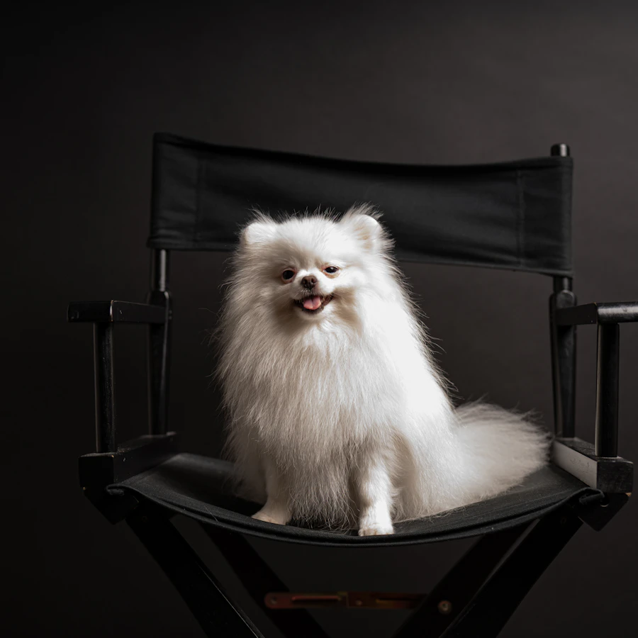 Lulu da Pomerânia branco, fofo e bem tosado, em ensaio fotográfico