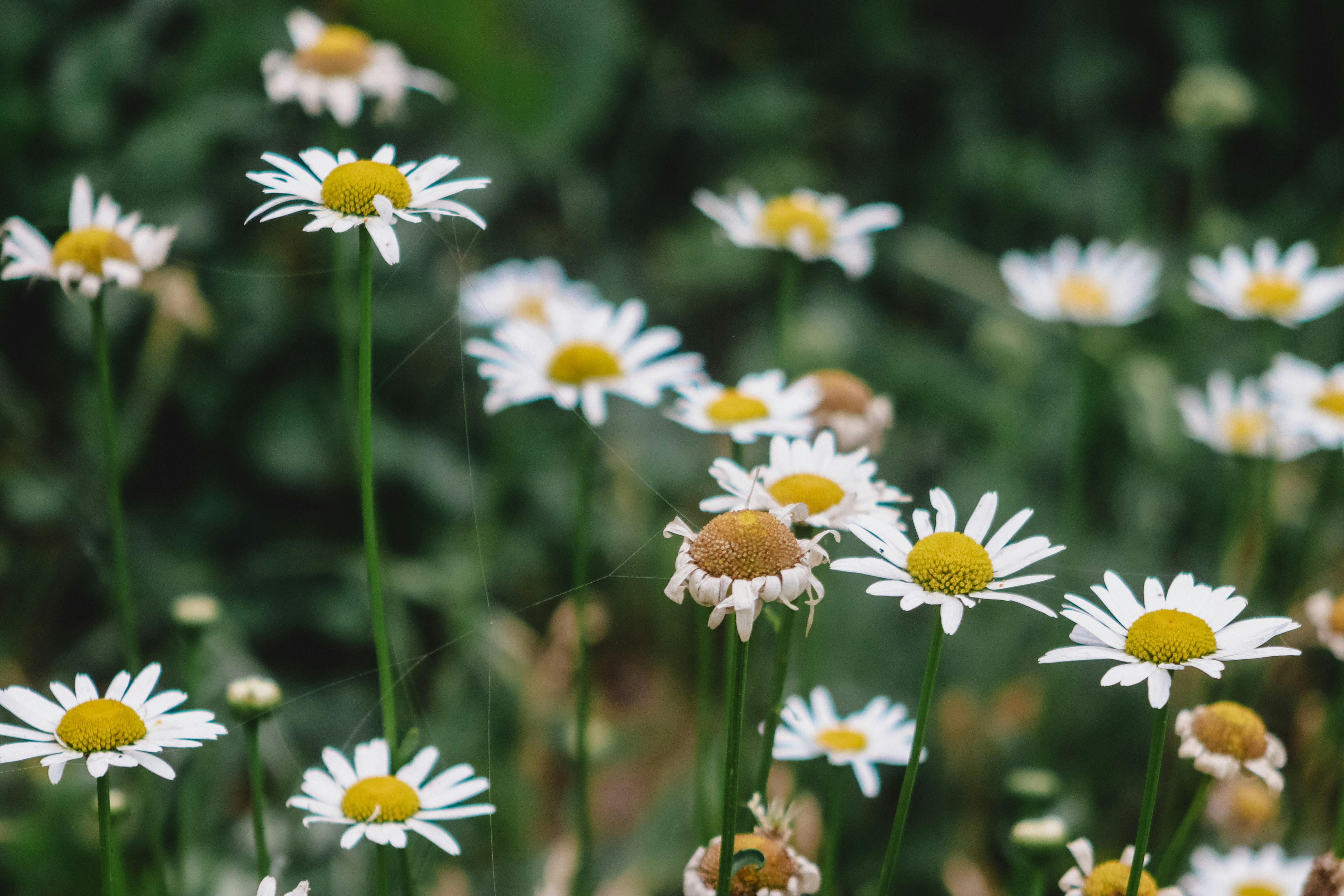 Photo by drphotographer152