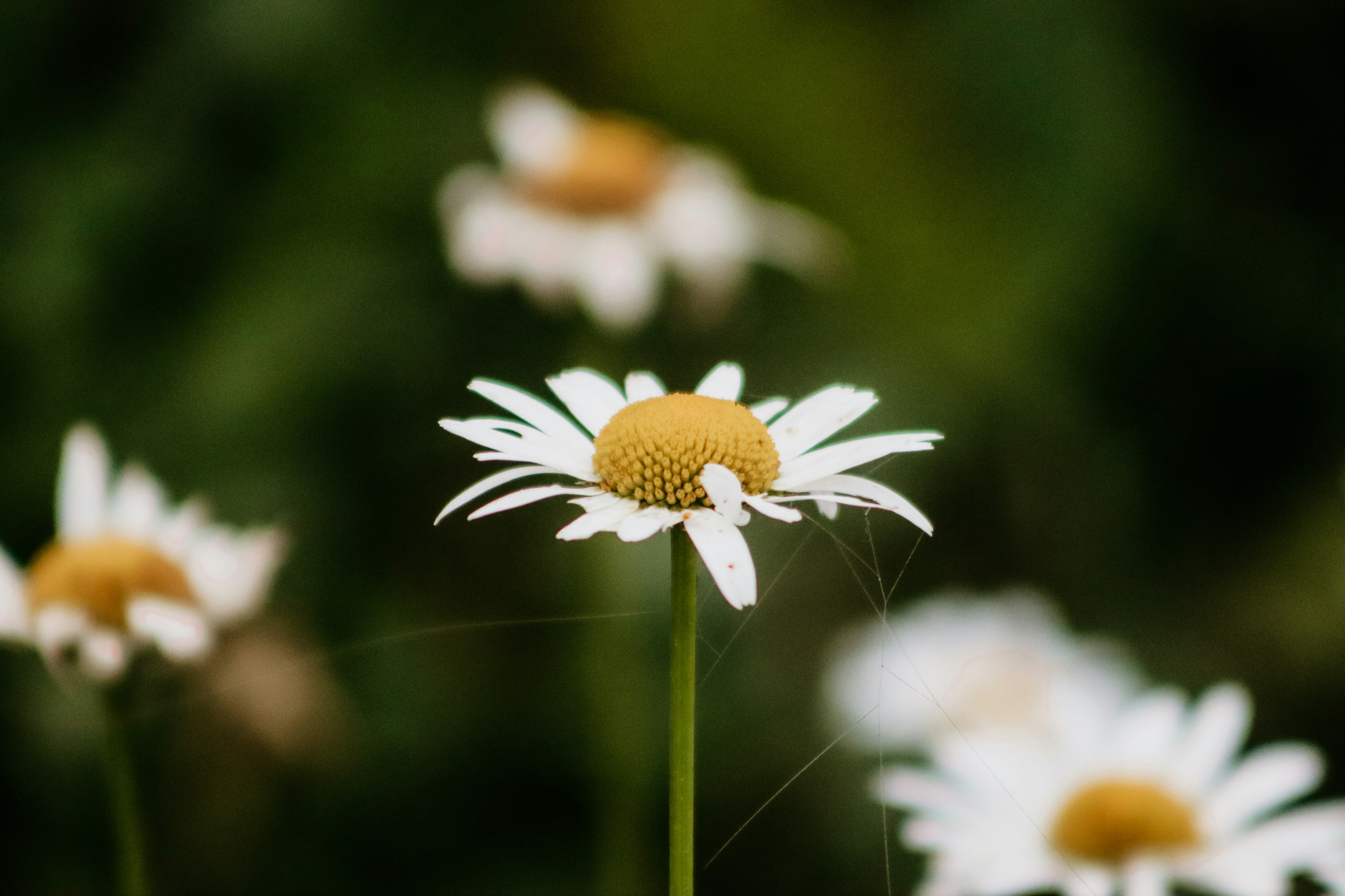 Photo by drphotographer152