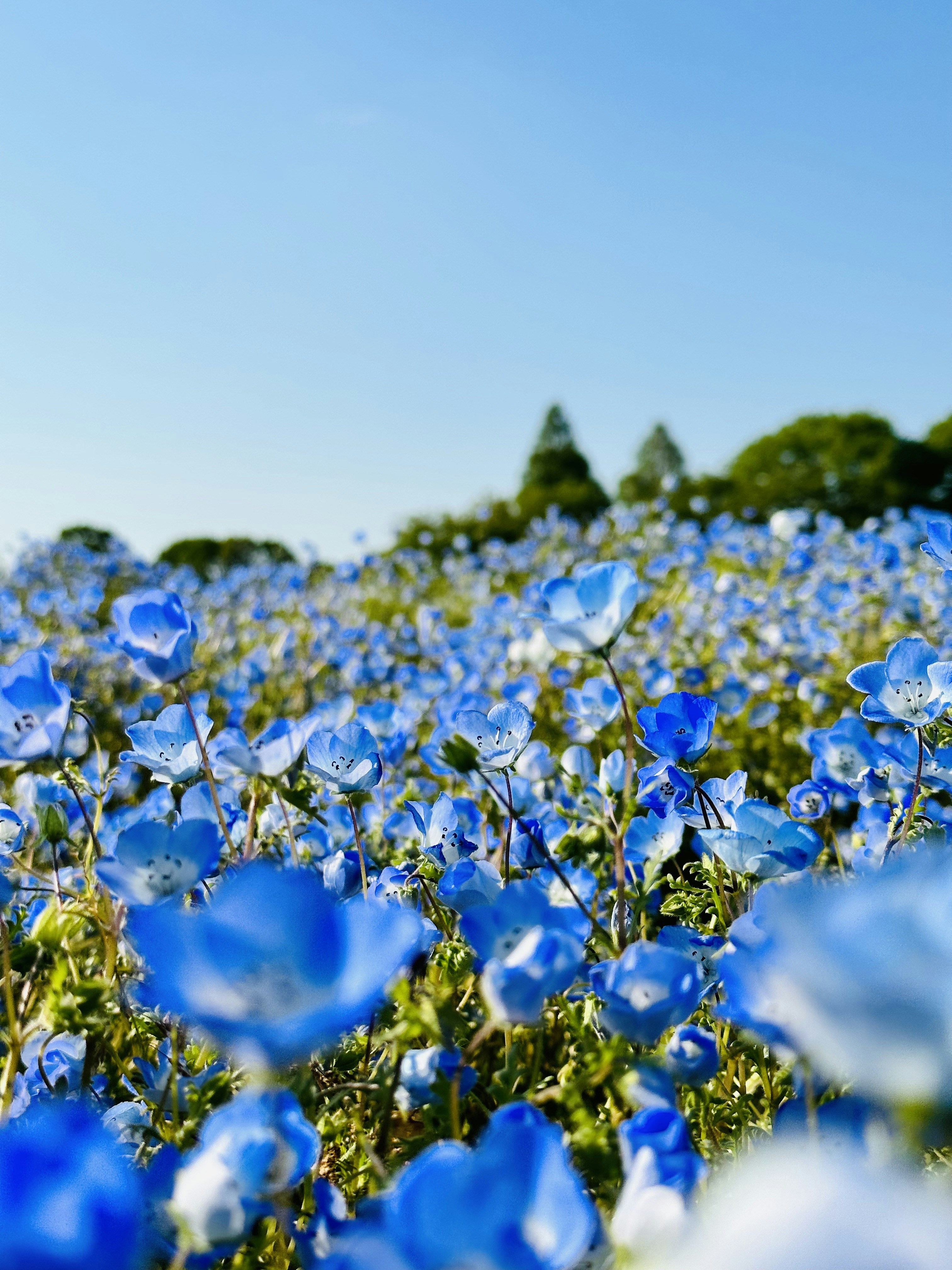 A field full of blue flowers under a blue sky