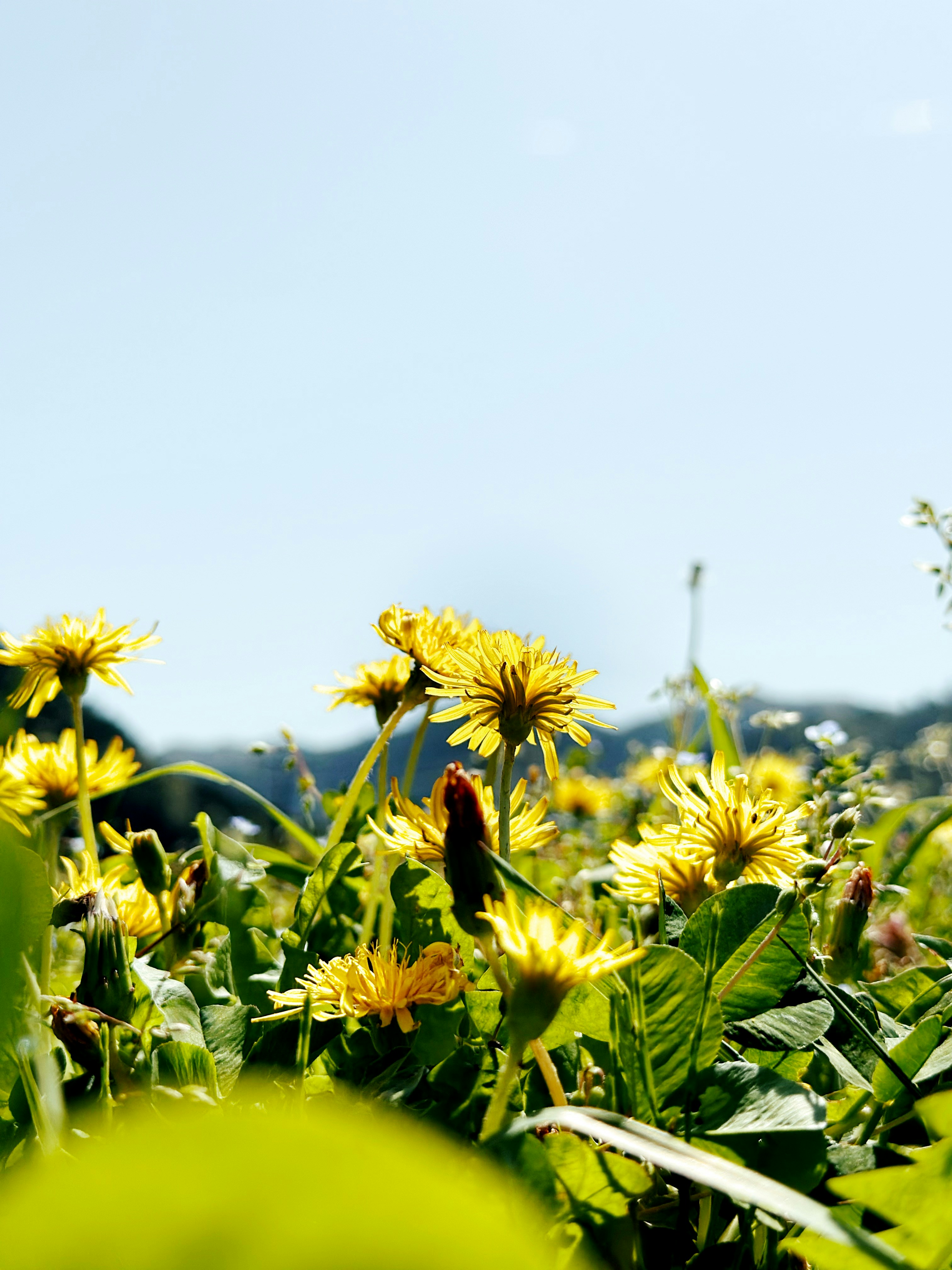 A field full of yellow flowers under a blue sky