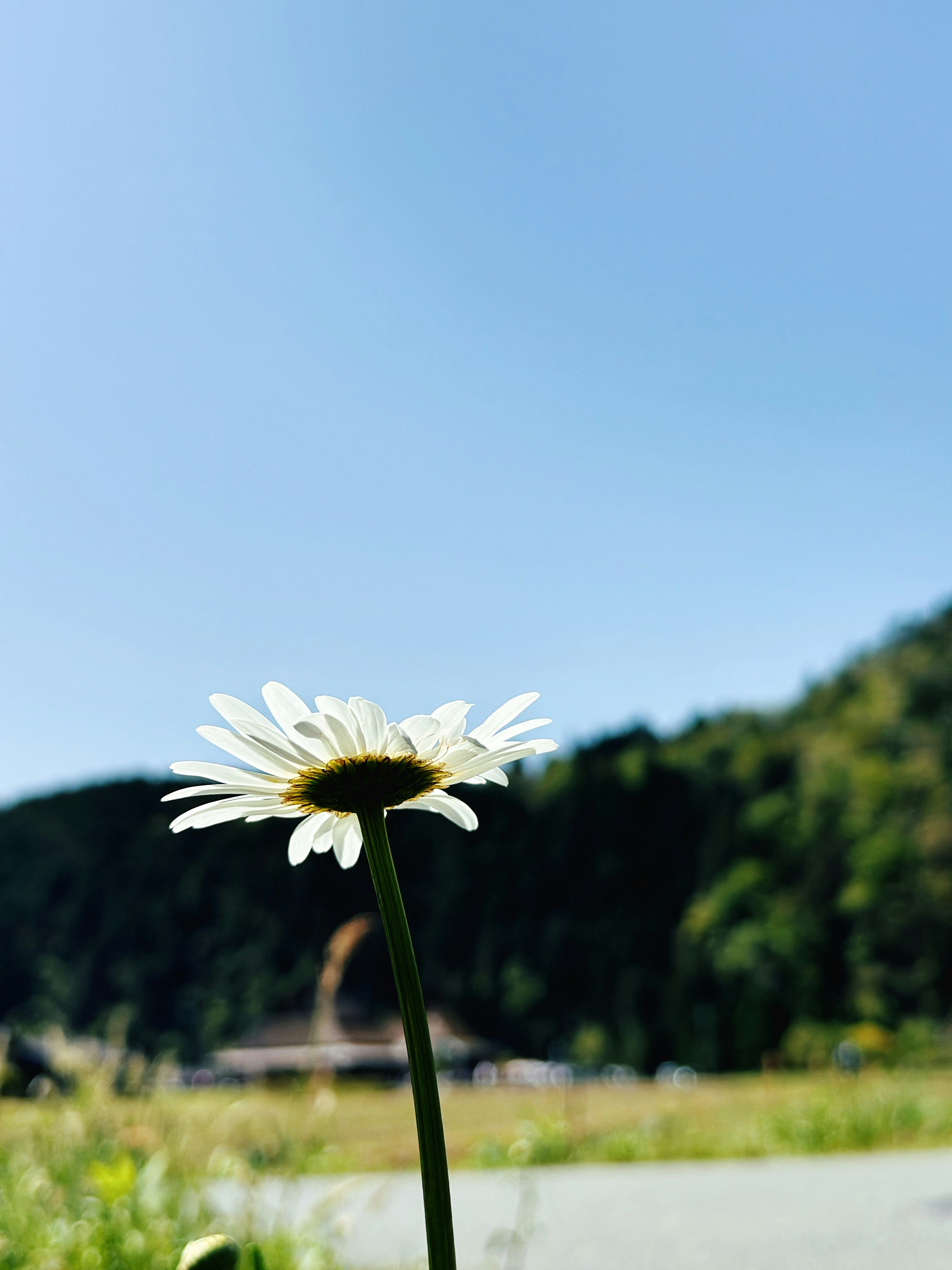 A single white flower in a field with mountains in the background