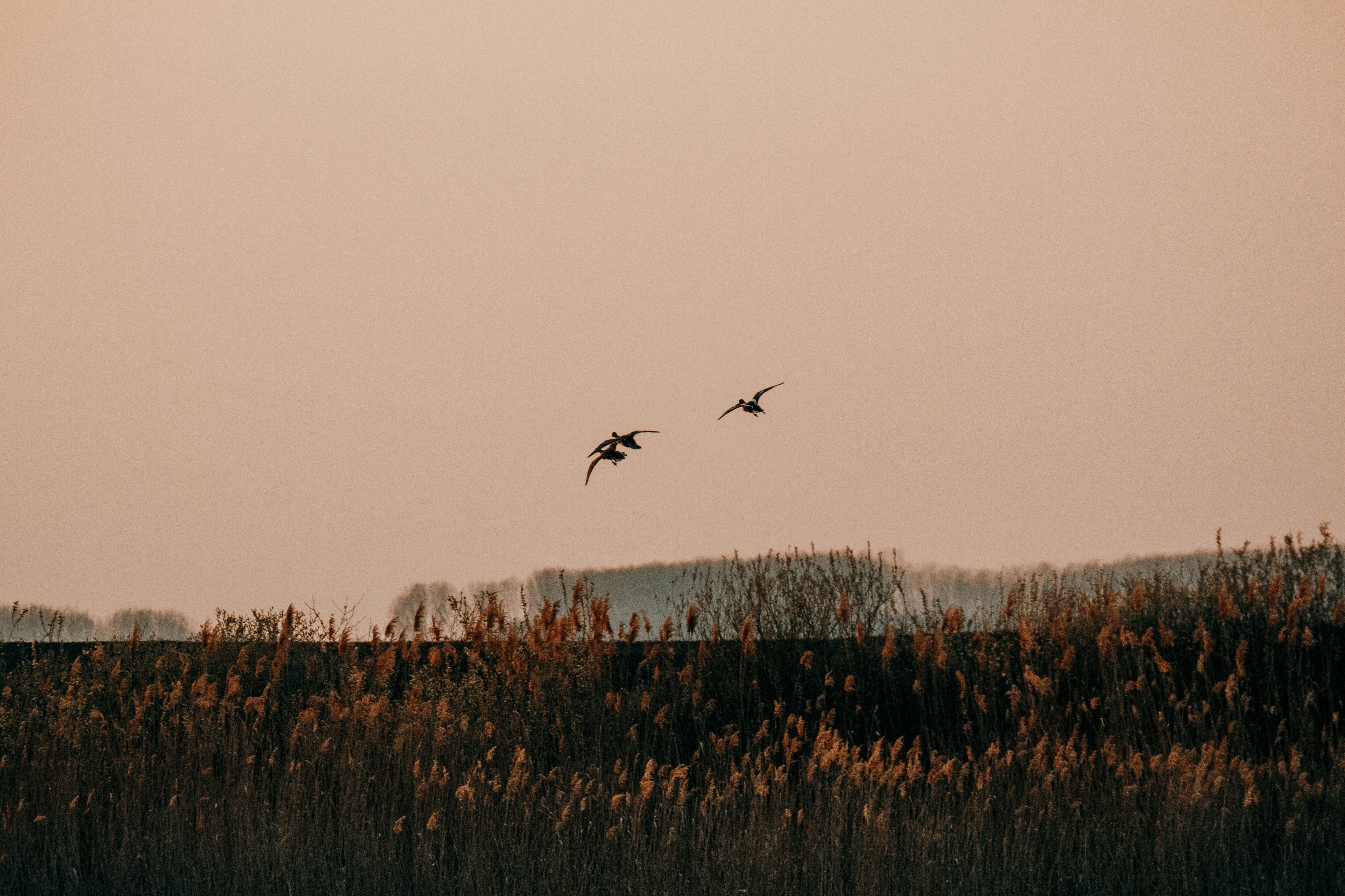 A couple of birds flying over a lush green field