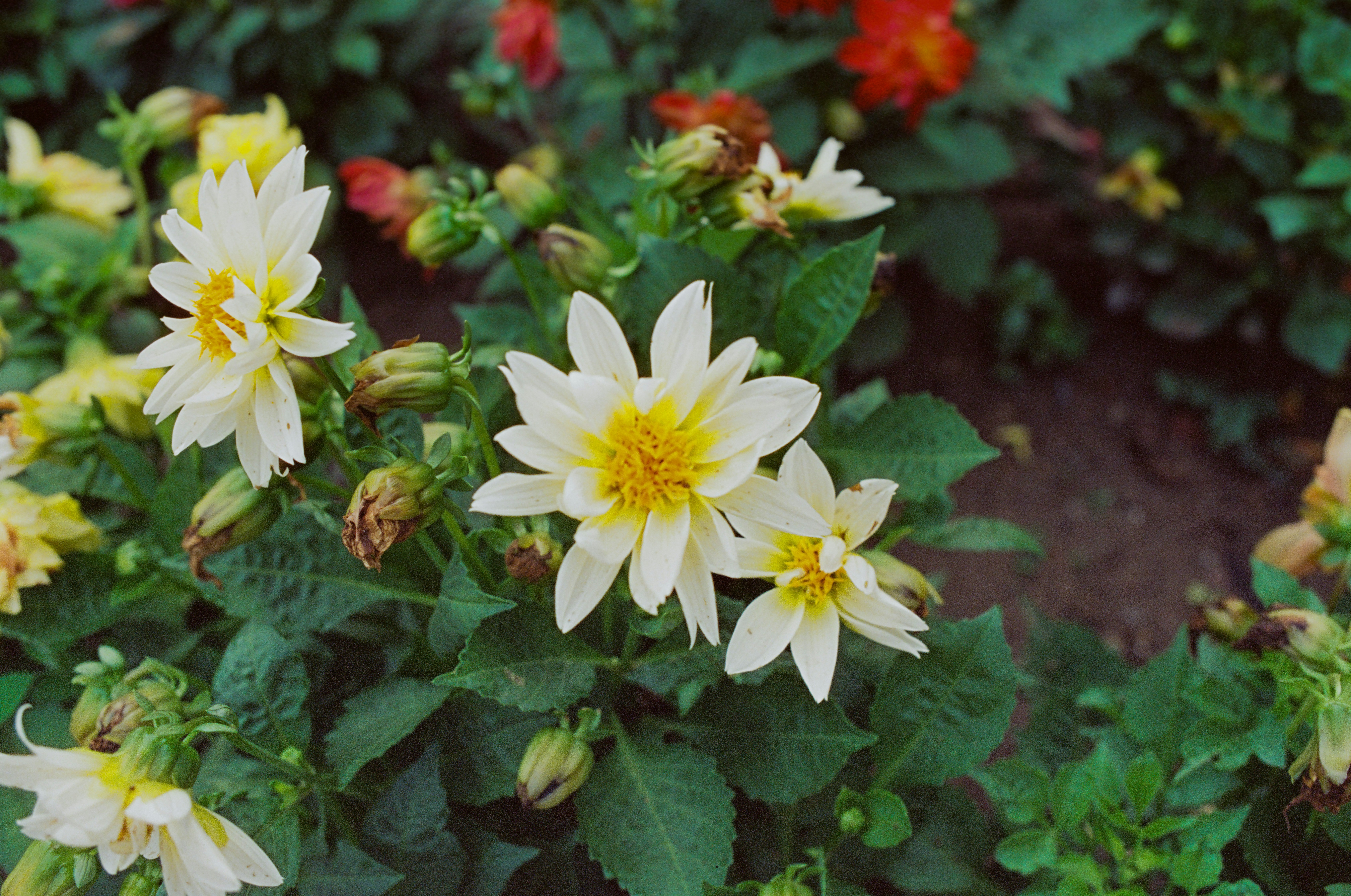 Photo by mcqueenlansem