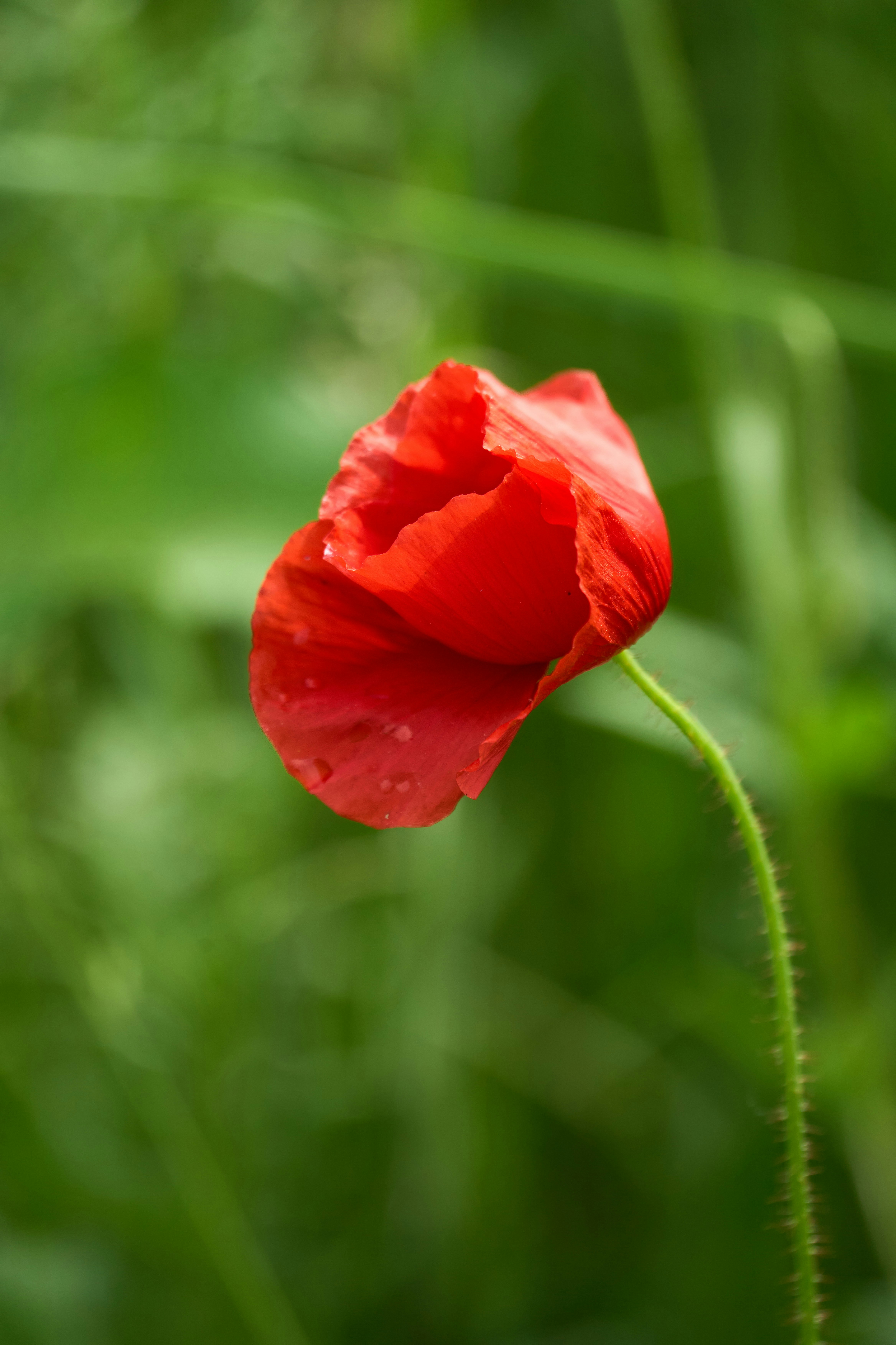 Photo by wolfgang_hasselmann