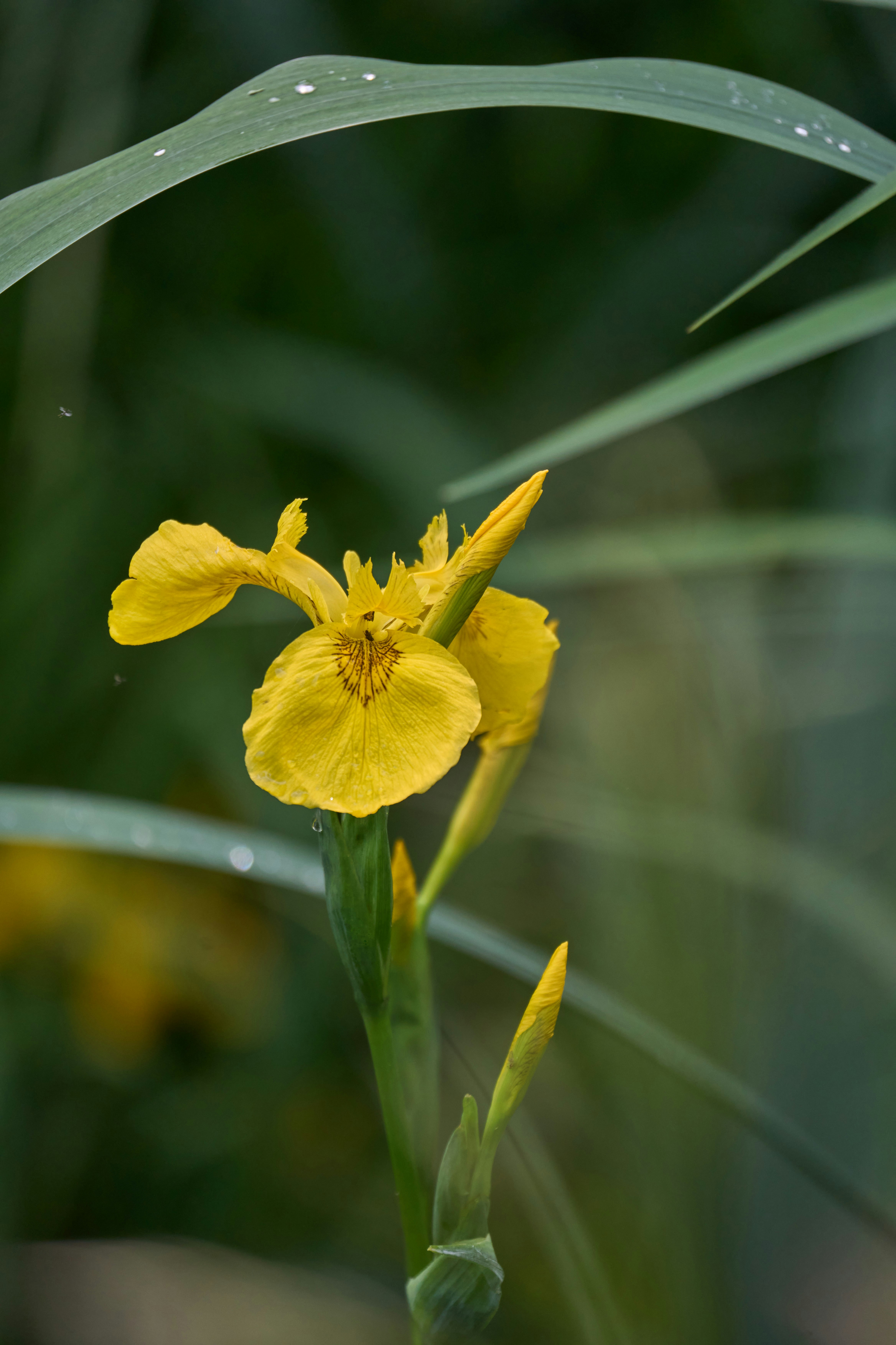 Photo by wolfgang_hasselmann