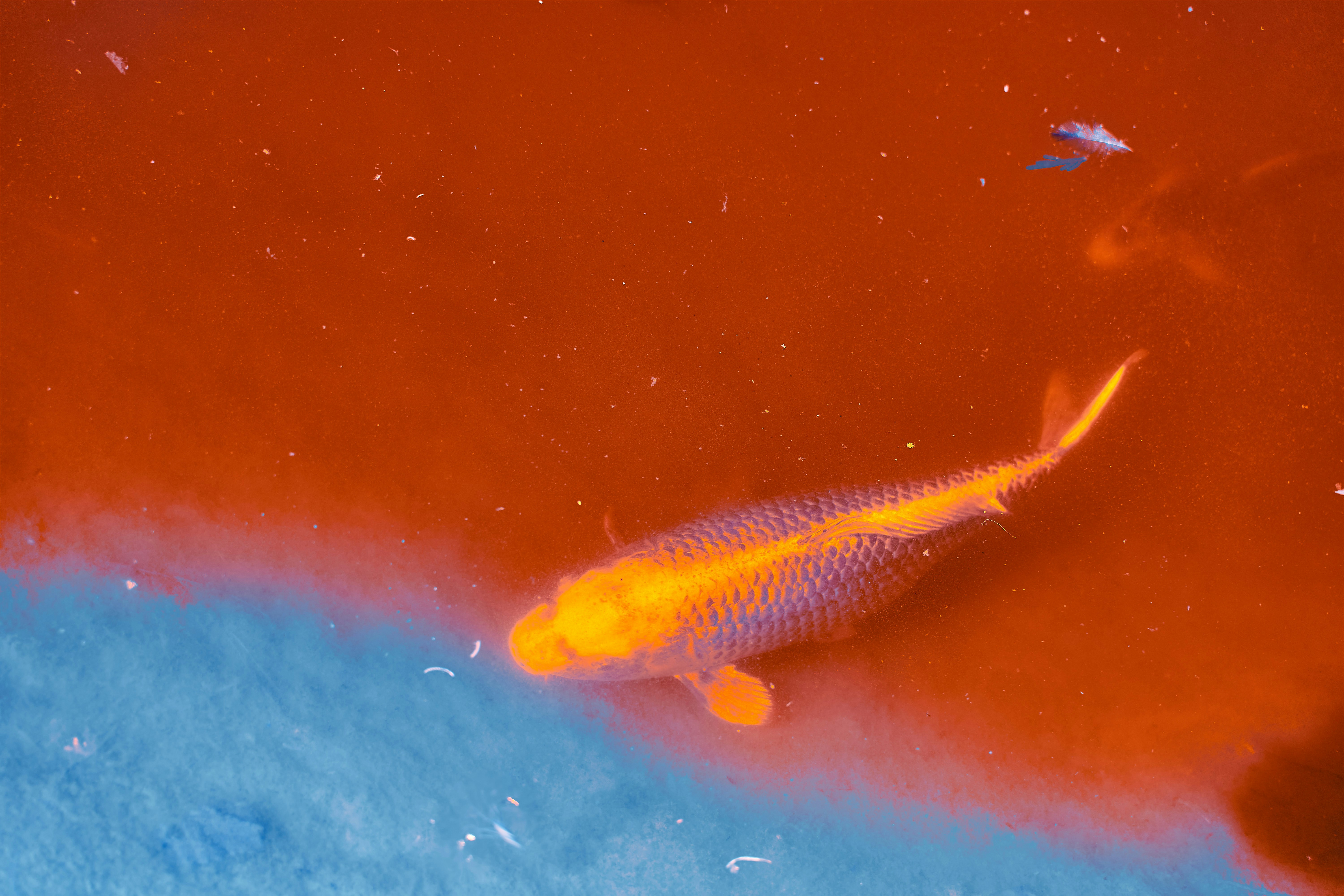 Photo by wolfgang_hasselmann