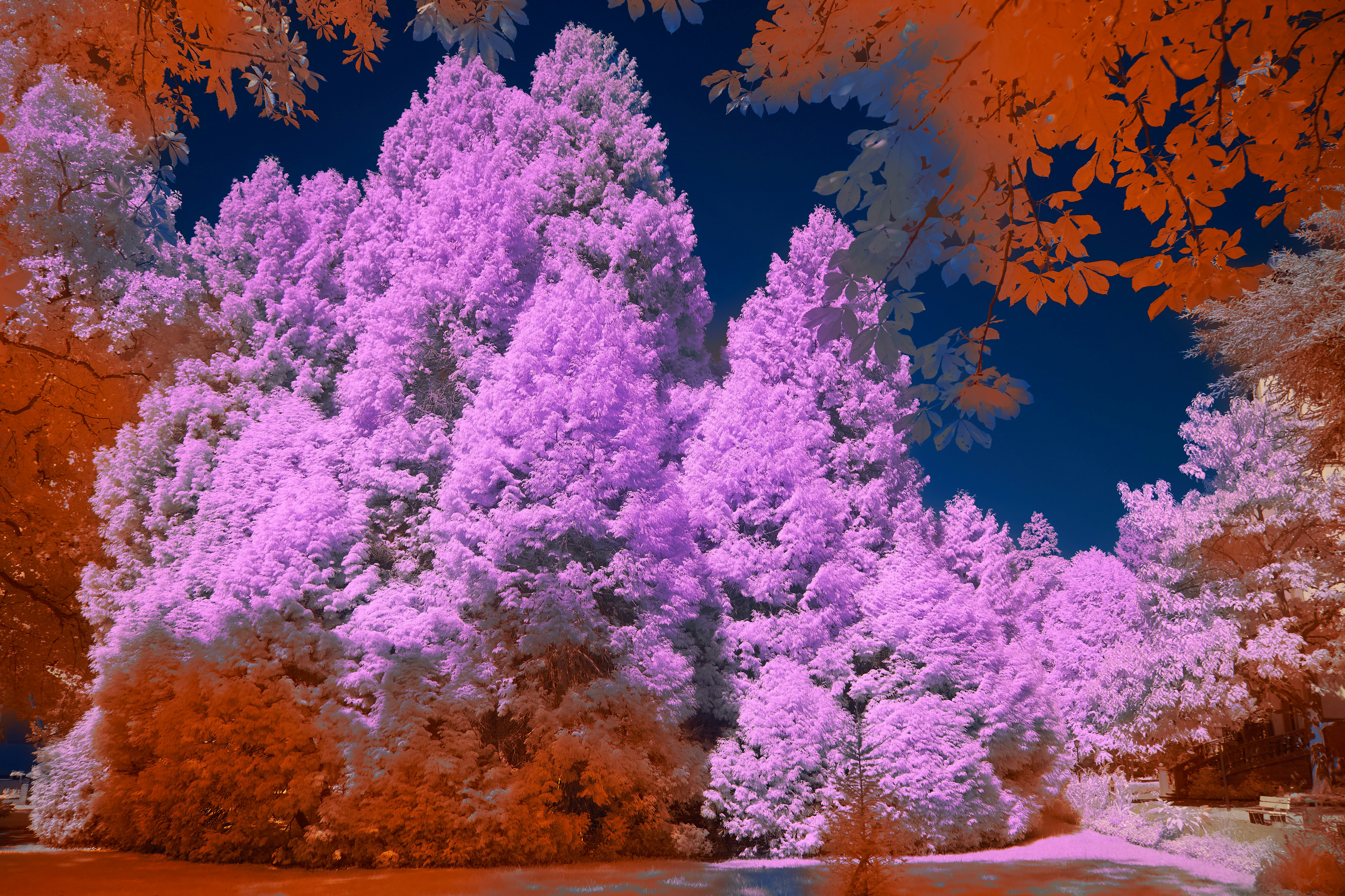 Photo by wolfgang_hasselmann