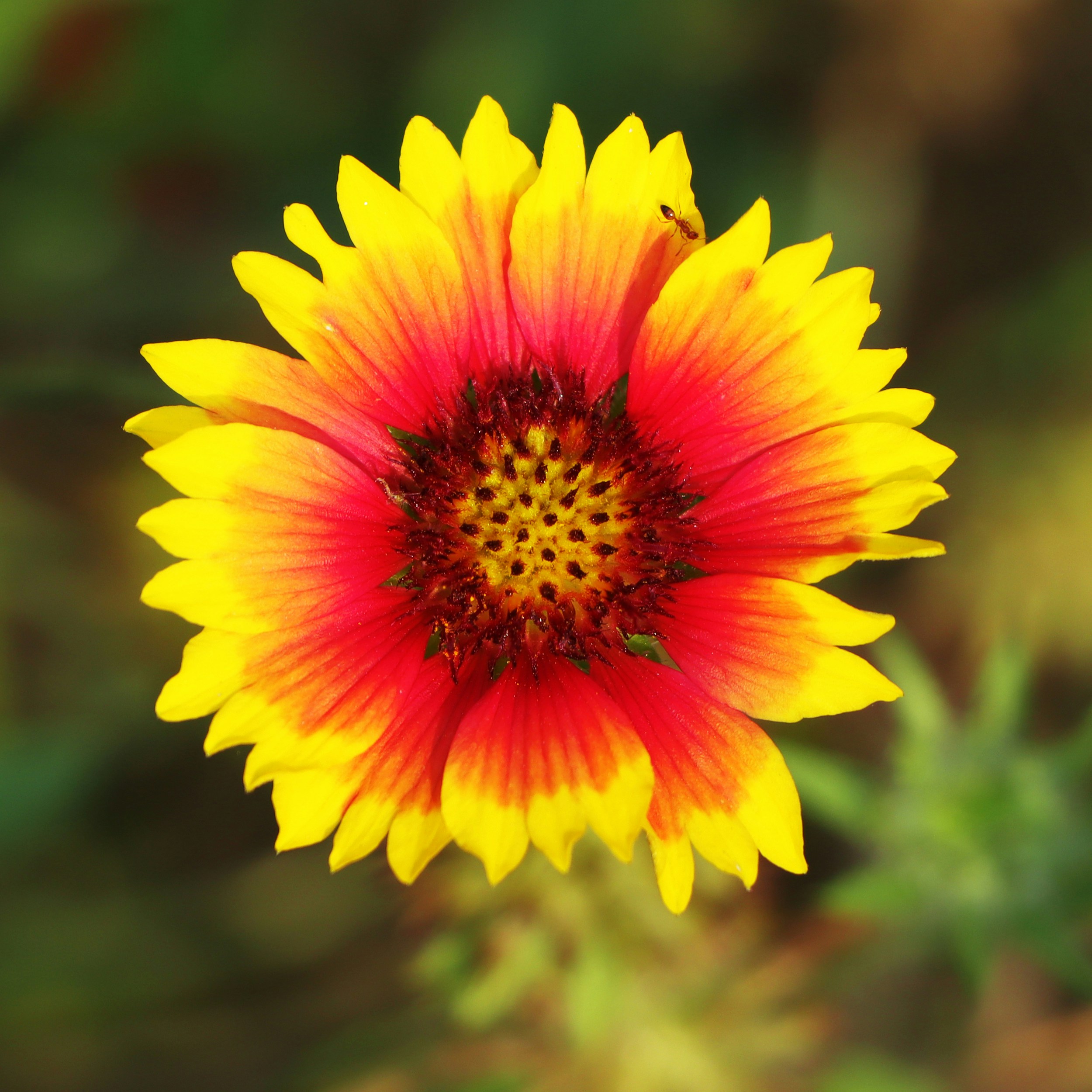A close up of a yellow and red flower