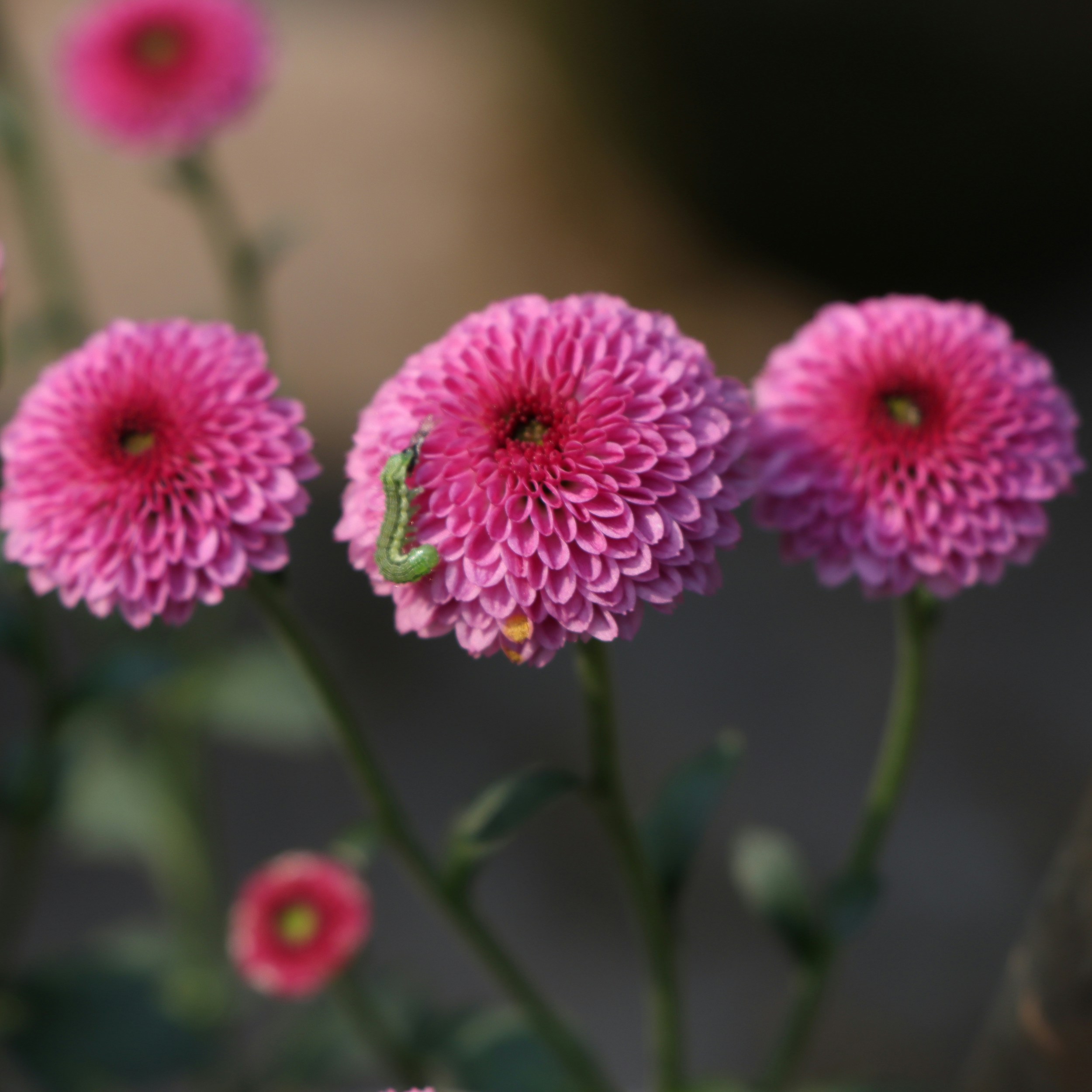 A group of pink flowers sitting next to each other