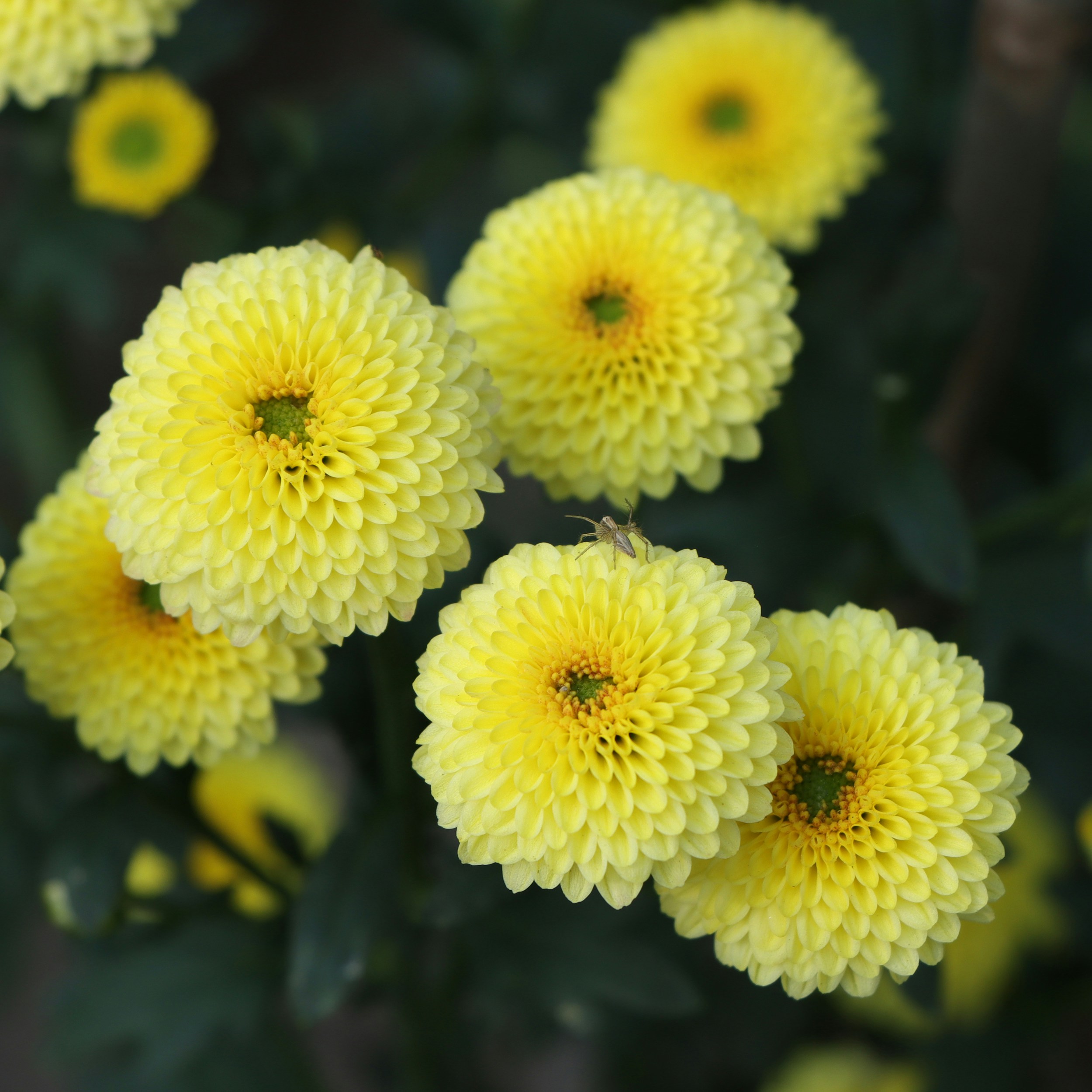 A bunch of yellow flowers with green leaves