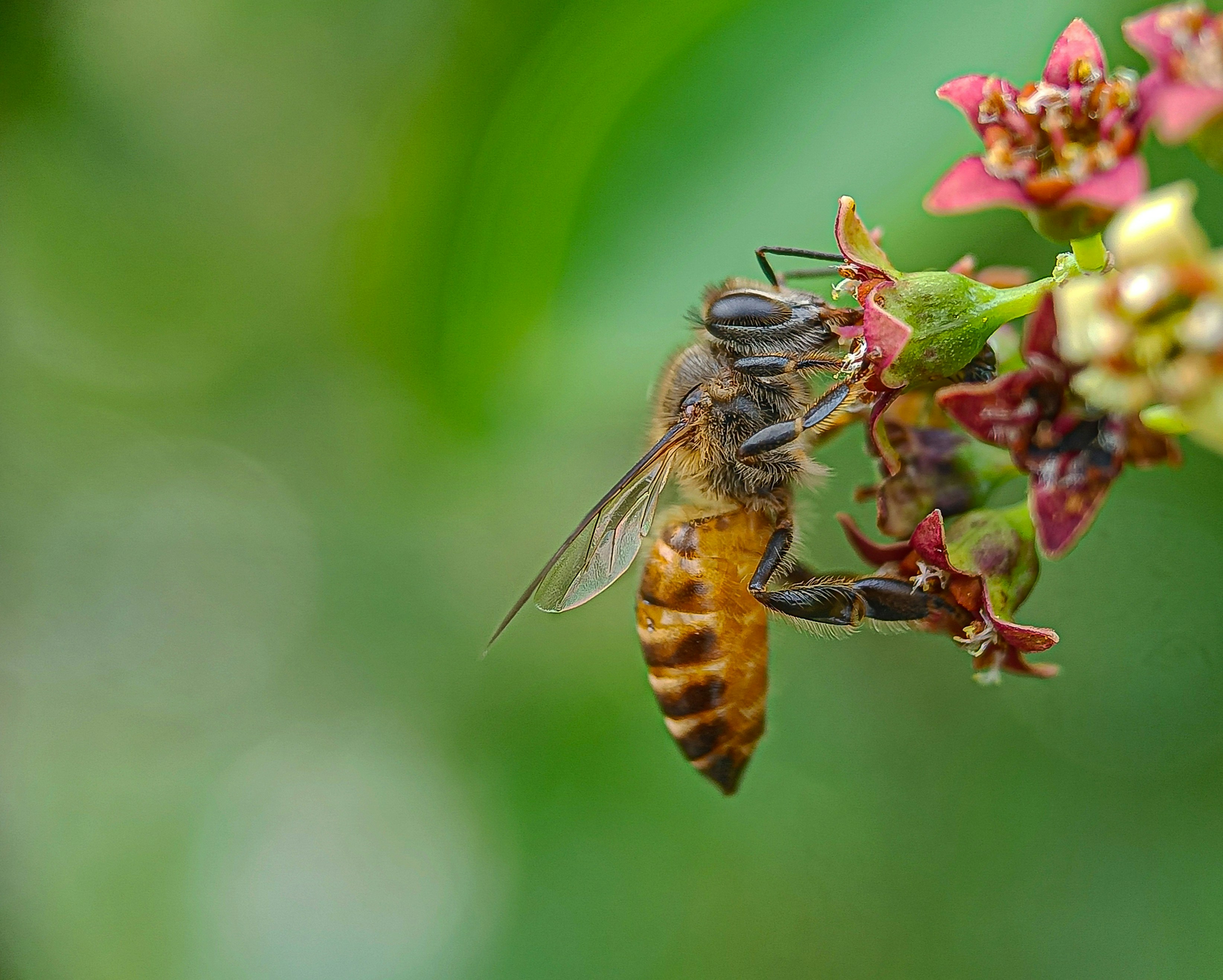 Um close up de uma abelha em uma flor