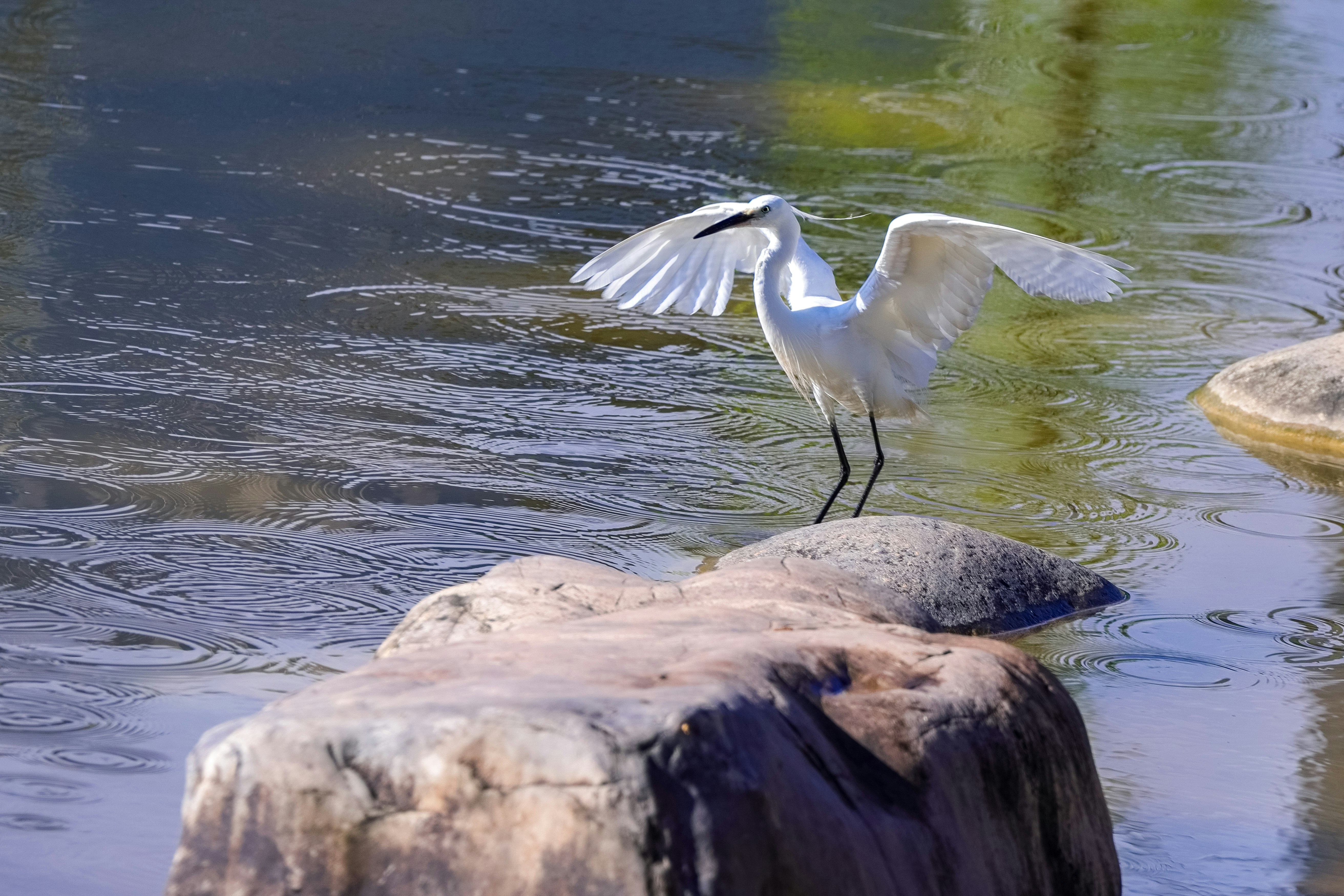 Photo by dickenslin76