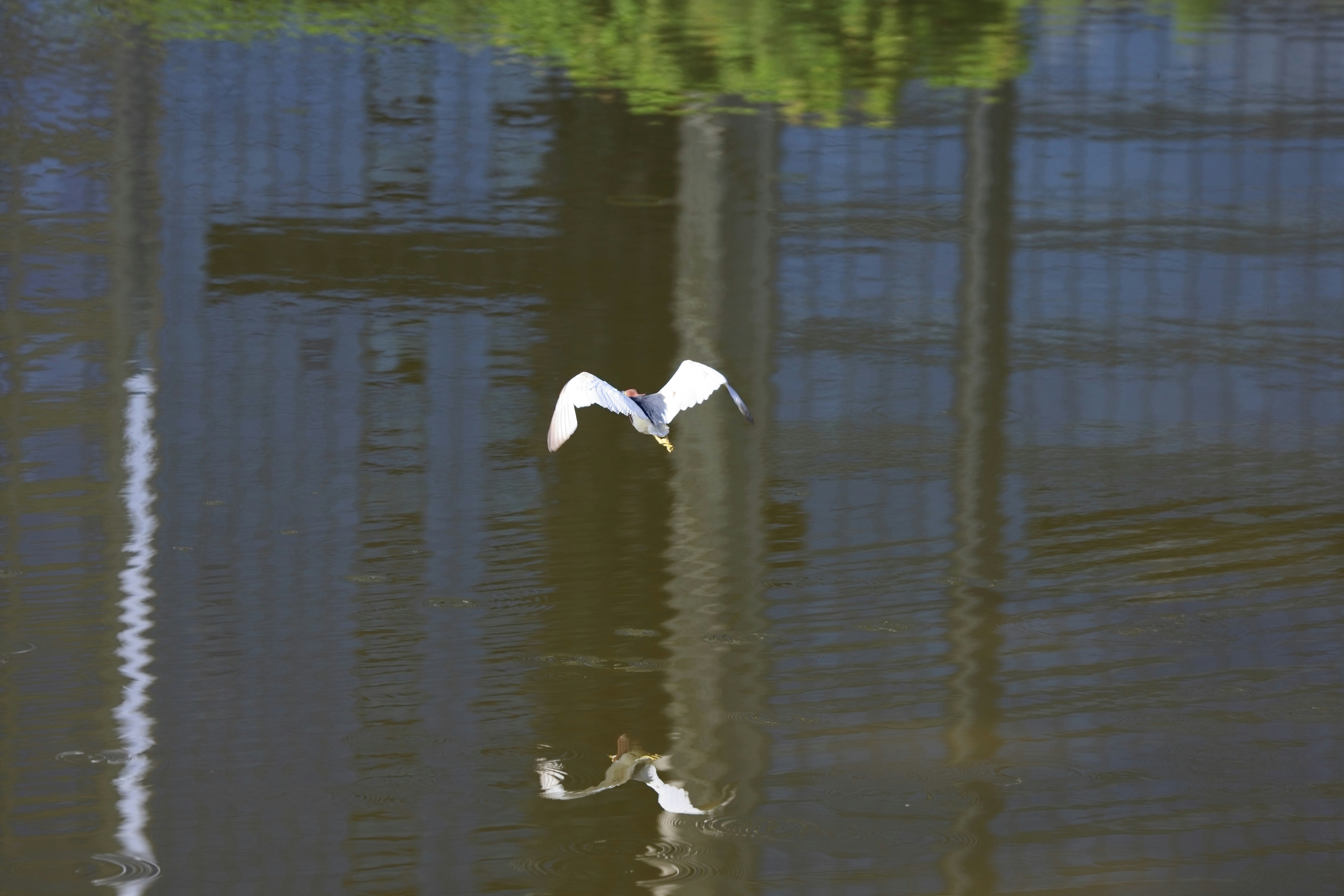 Photo by dickenslin76