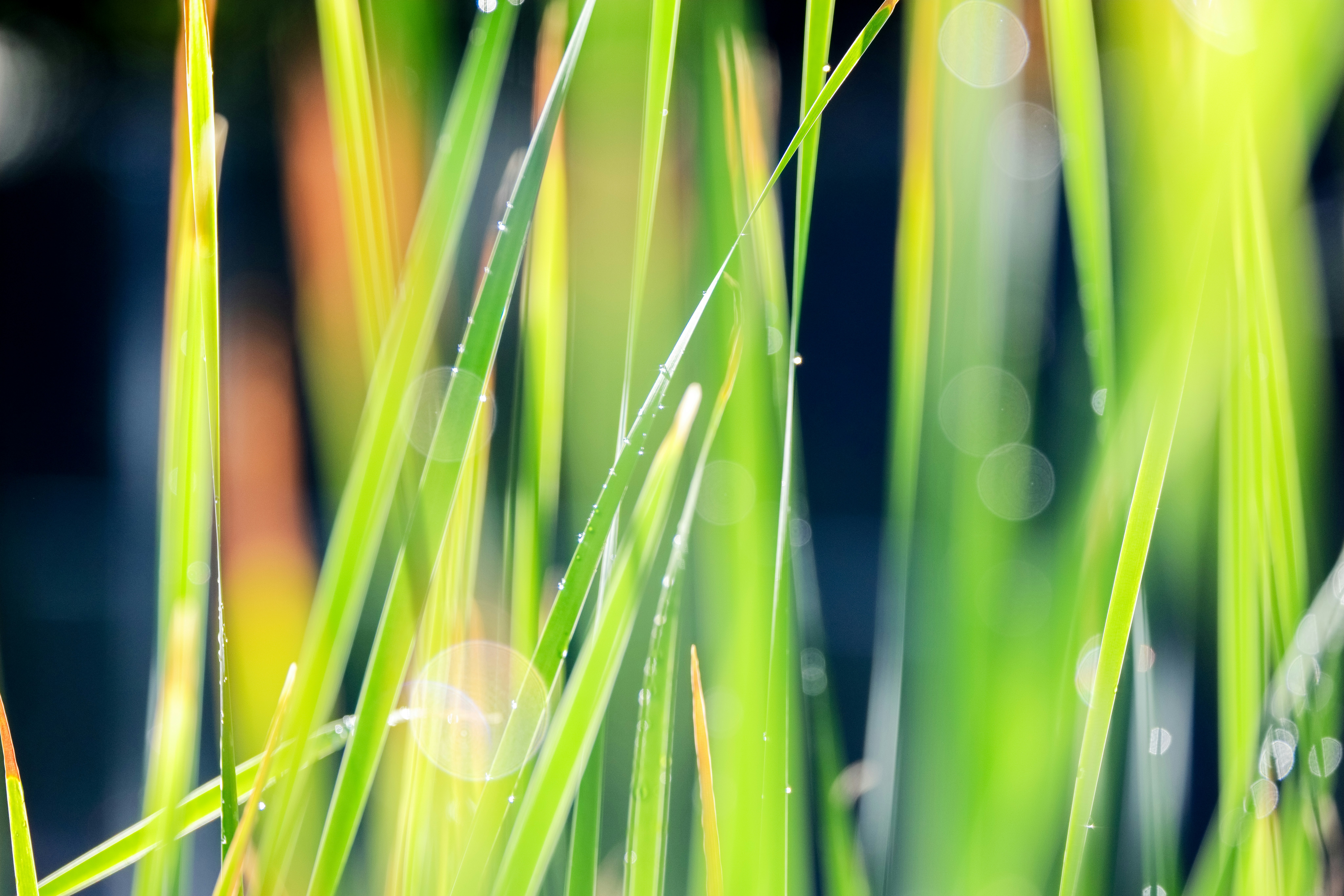 Photo by dickenslin76