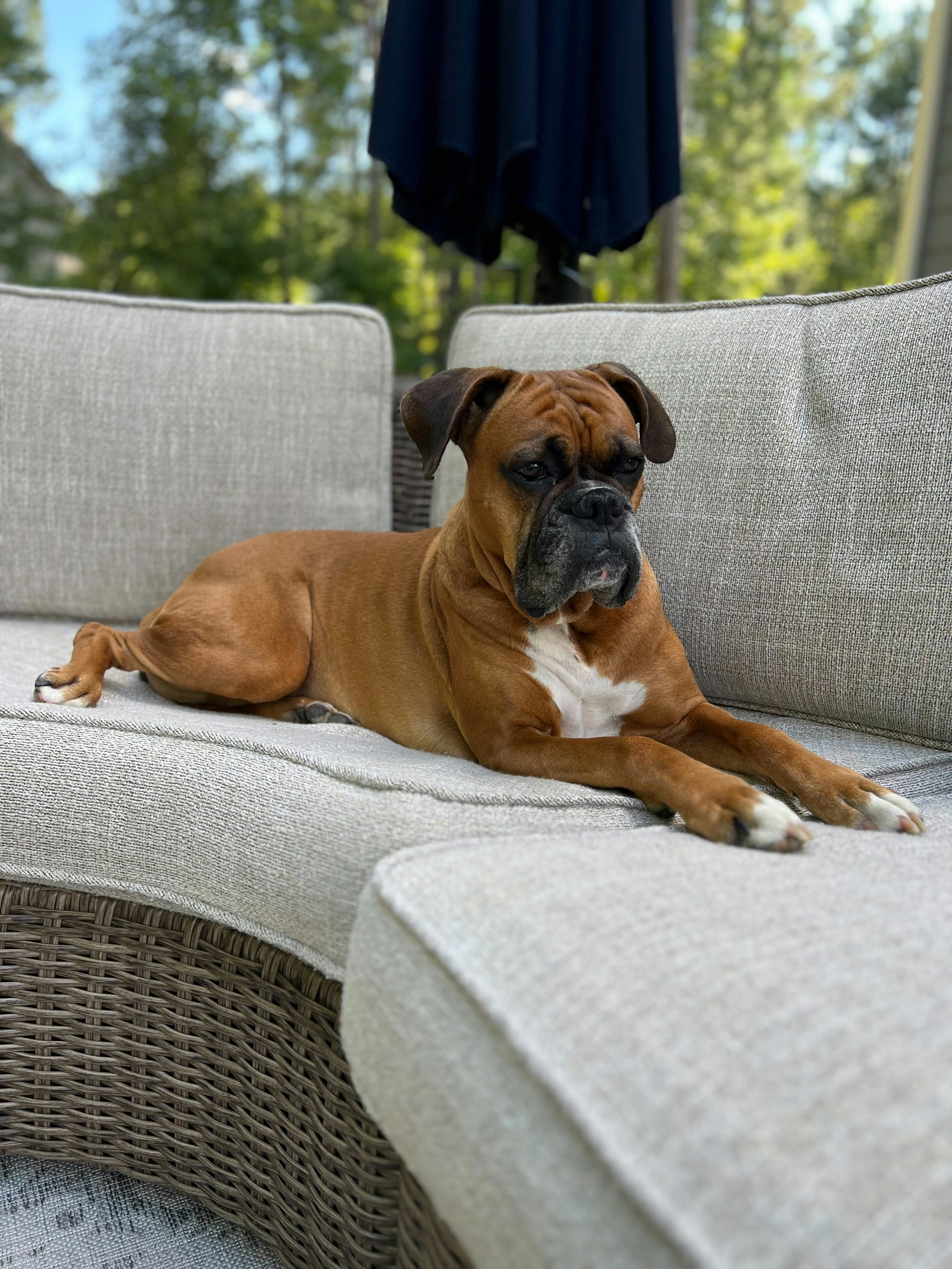 A brown and white dog laying on top of a couch
