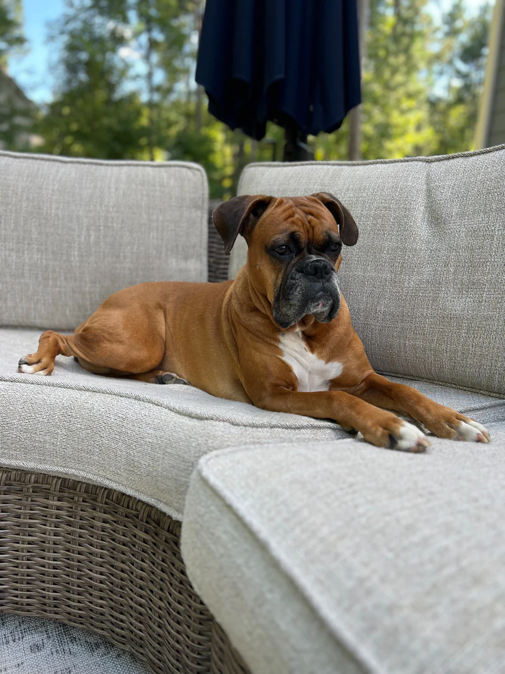 Boxer, photo 5