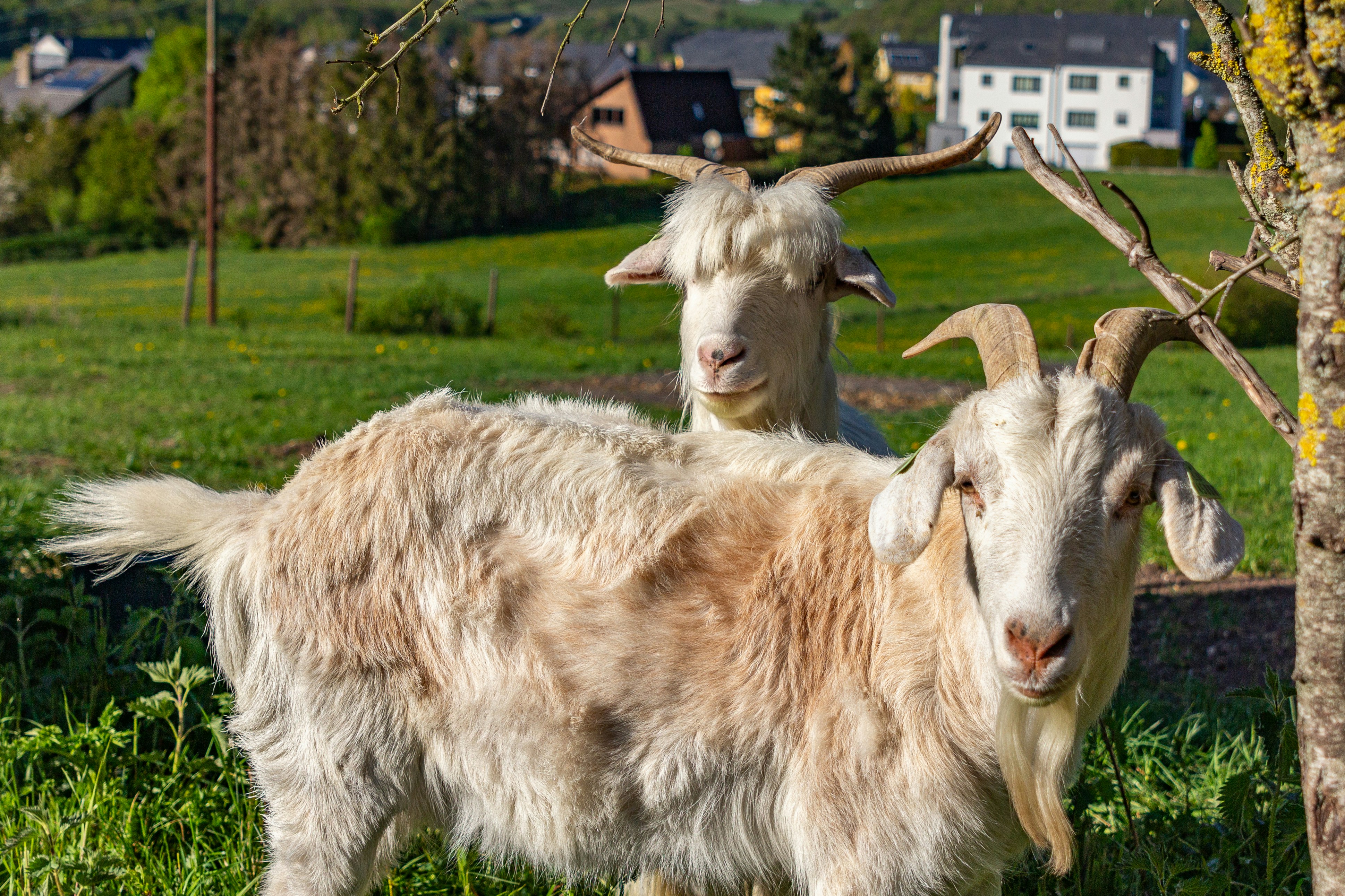 Una coppia di capre in piedi in cima a un campo verde lussureggiante