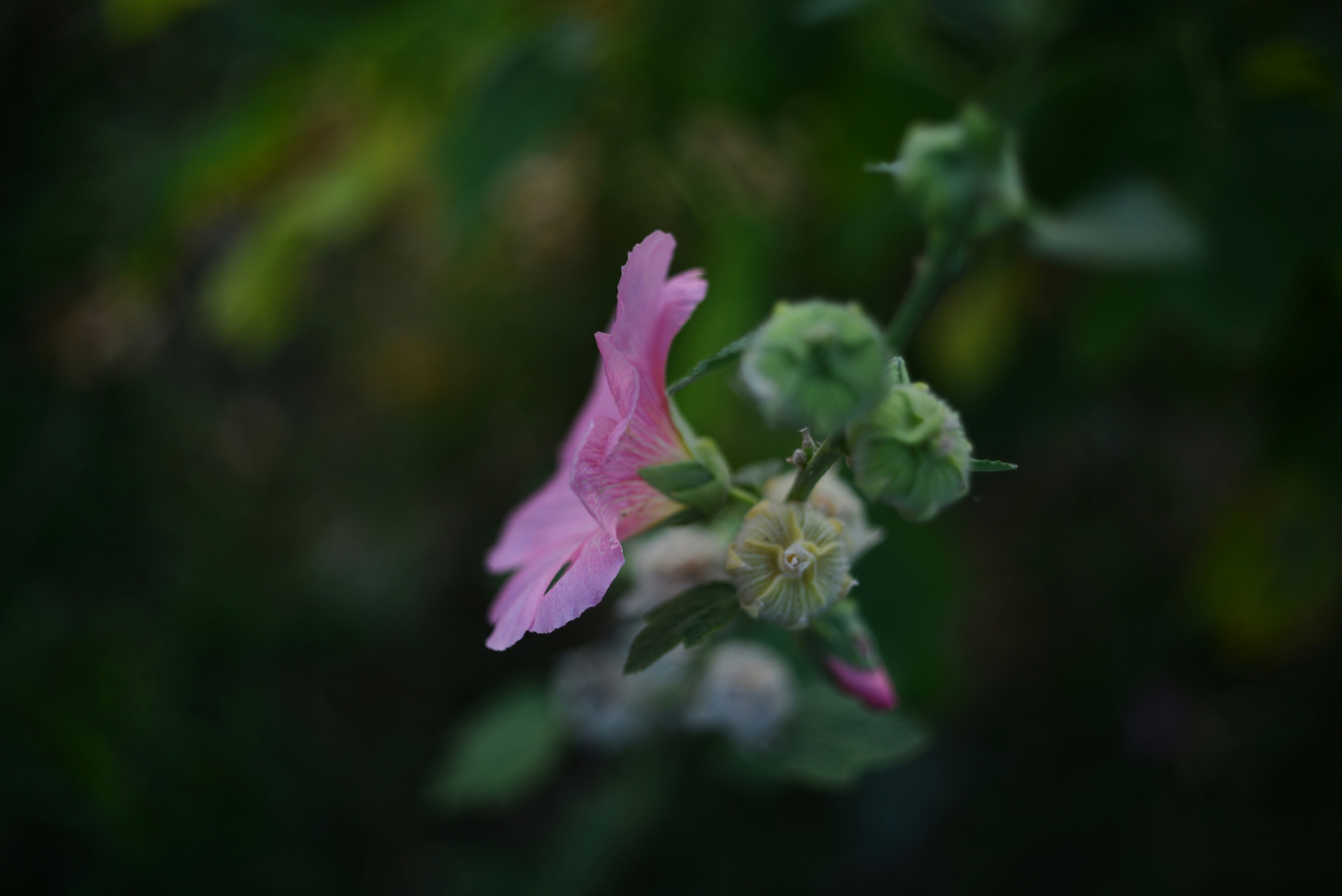 Photo by cherstve_pechivo