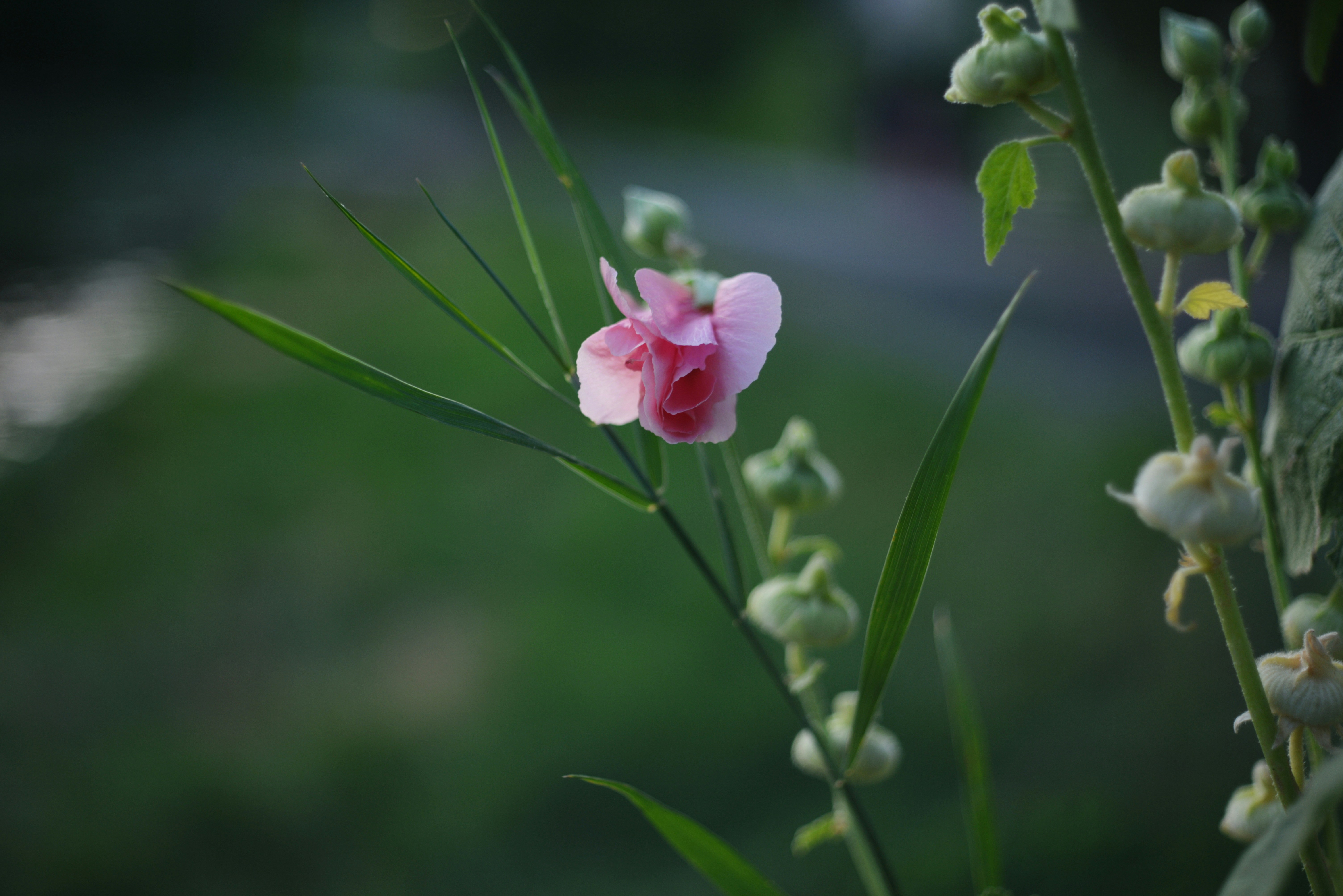 Photo by cherstve_pechivo