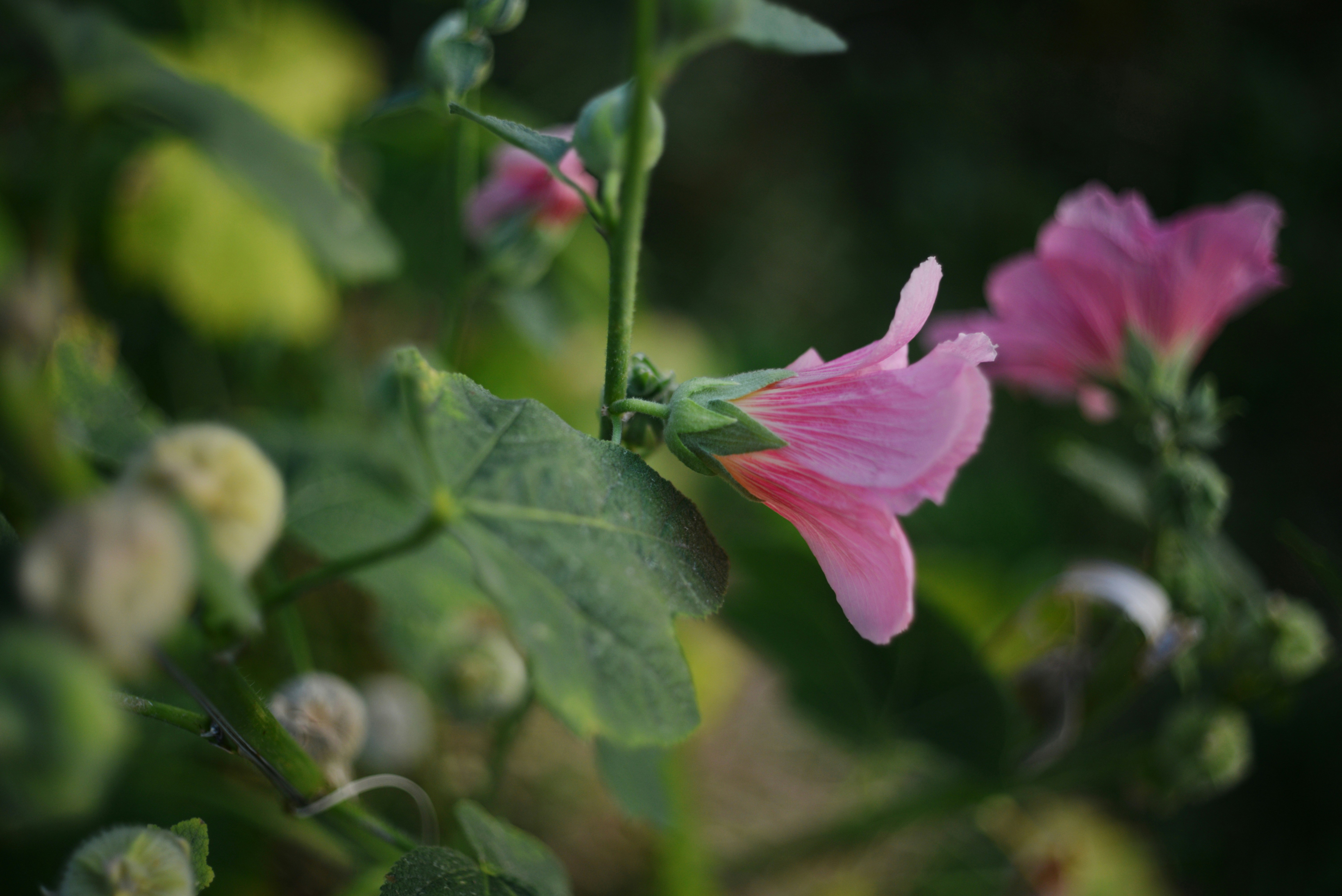 Photo by cherstve_pechivo