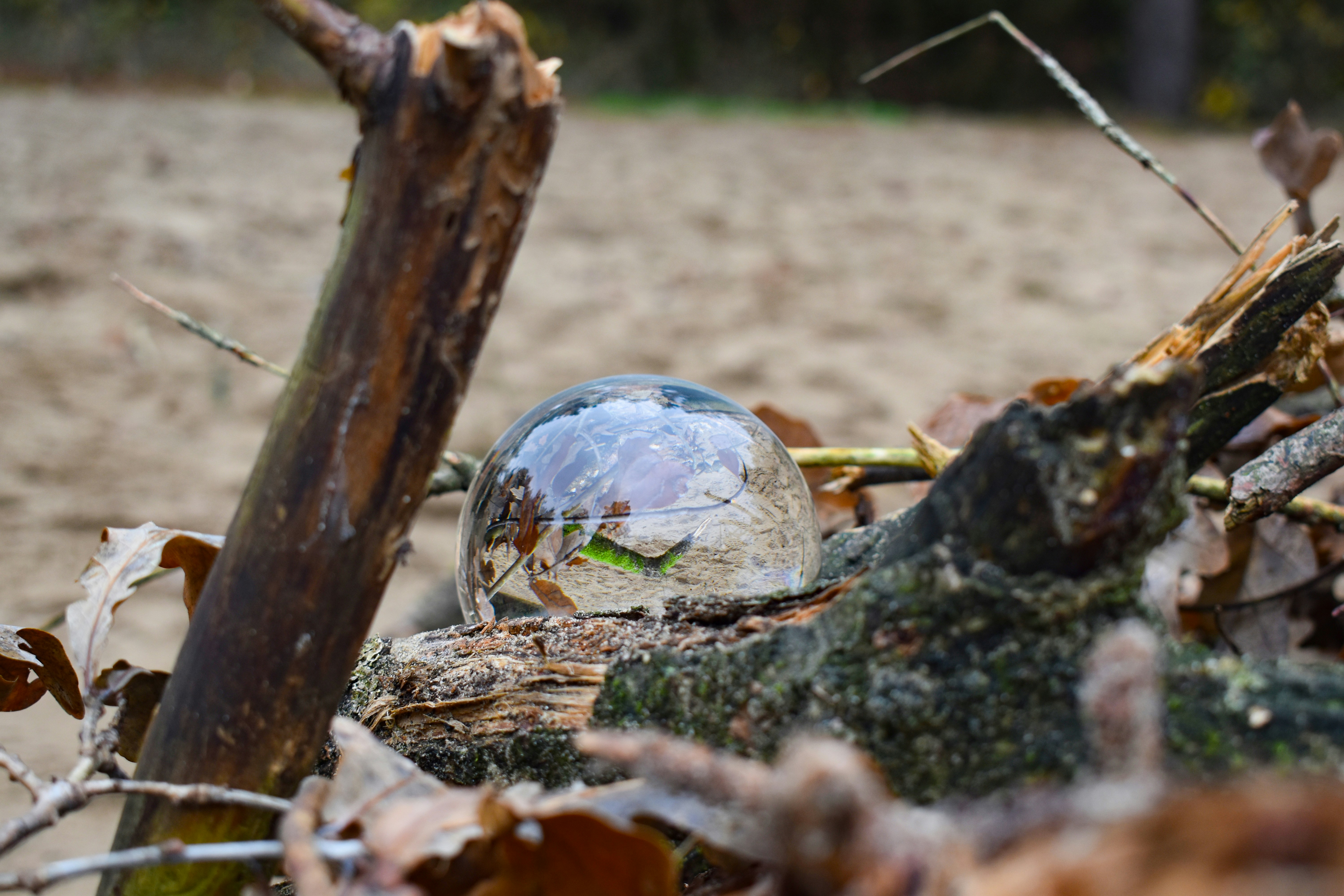 A glass ball sitting on top of a pile of leaves
