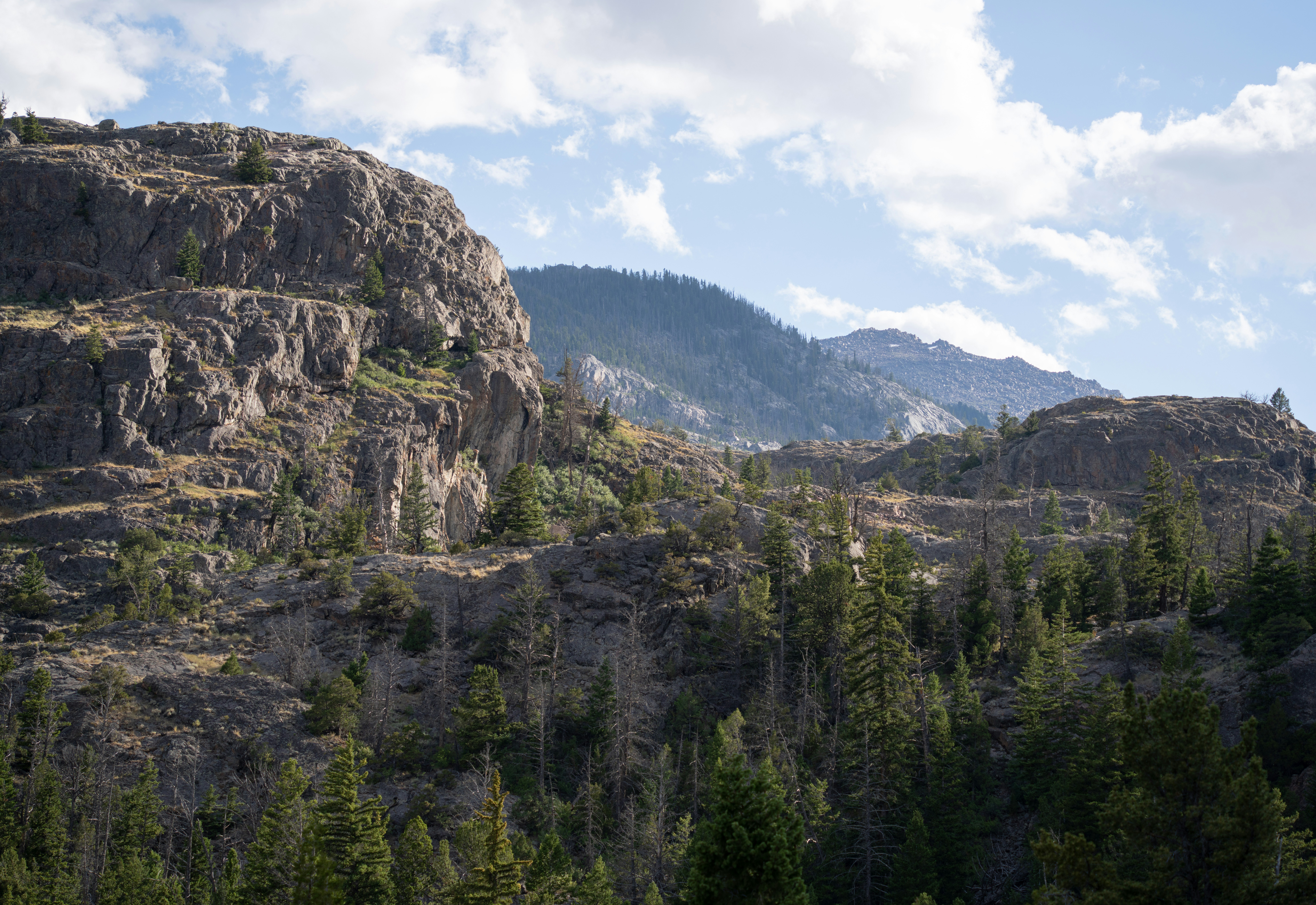 Agents of Transformation: Rethinking the Bark Beetle's Role in Western Forest Ecology and Climate Resilience