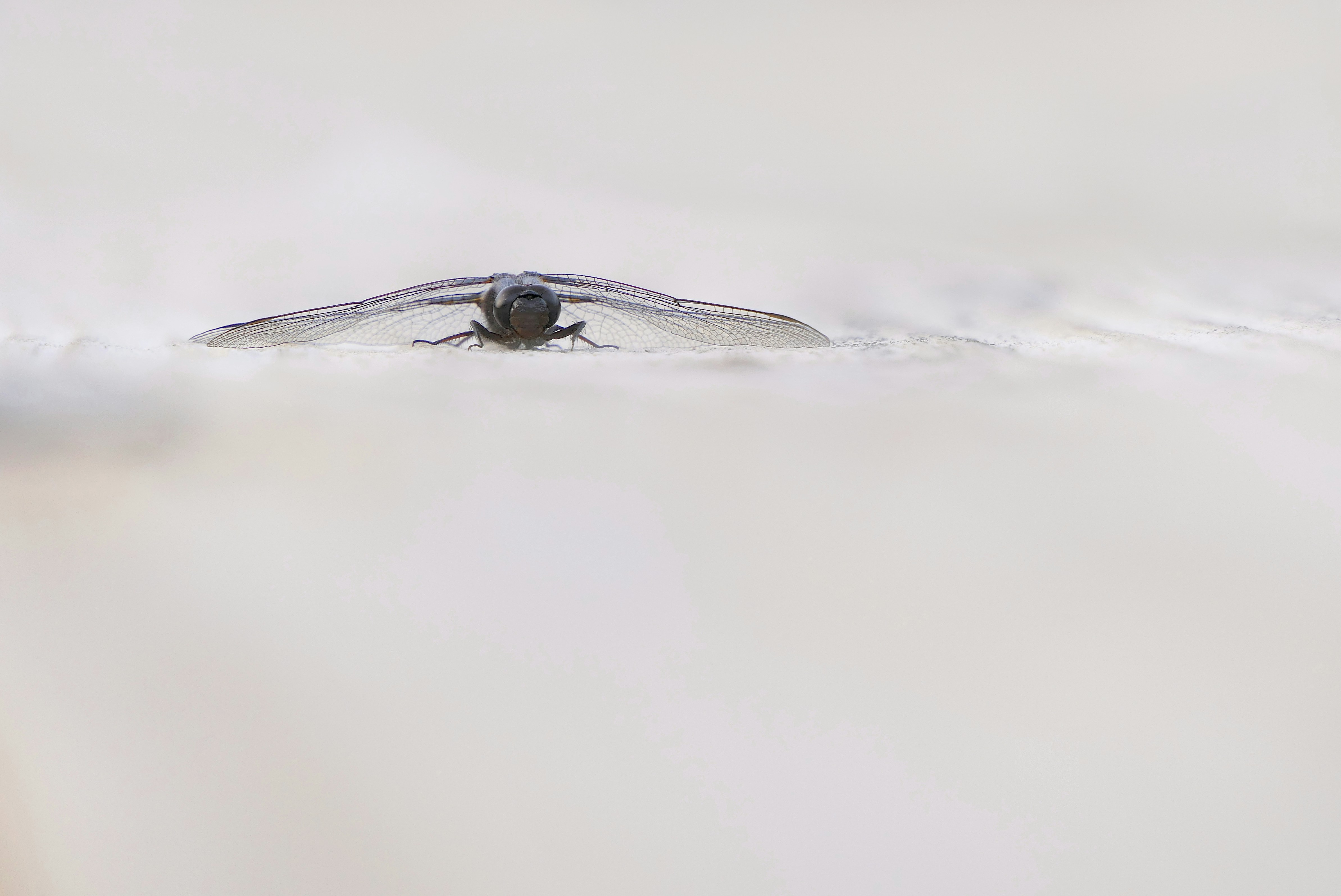 A close up of a bug on a white surface