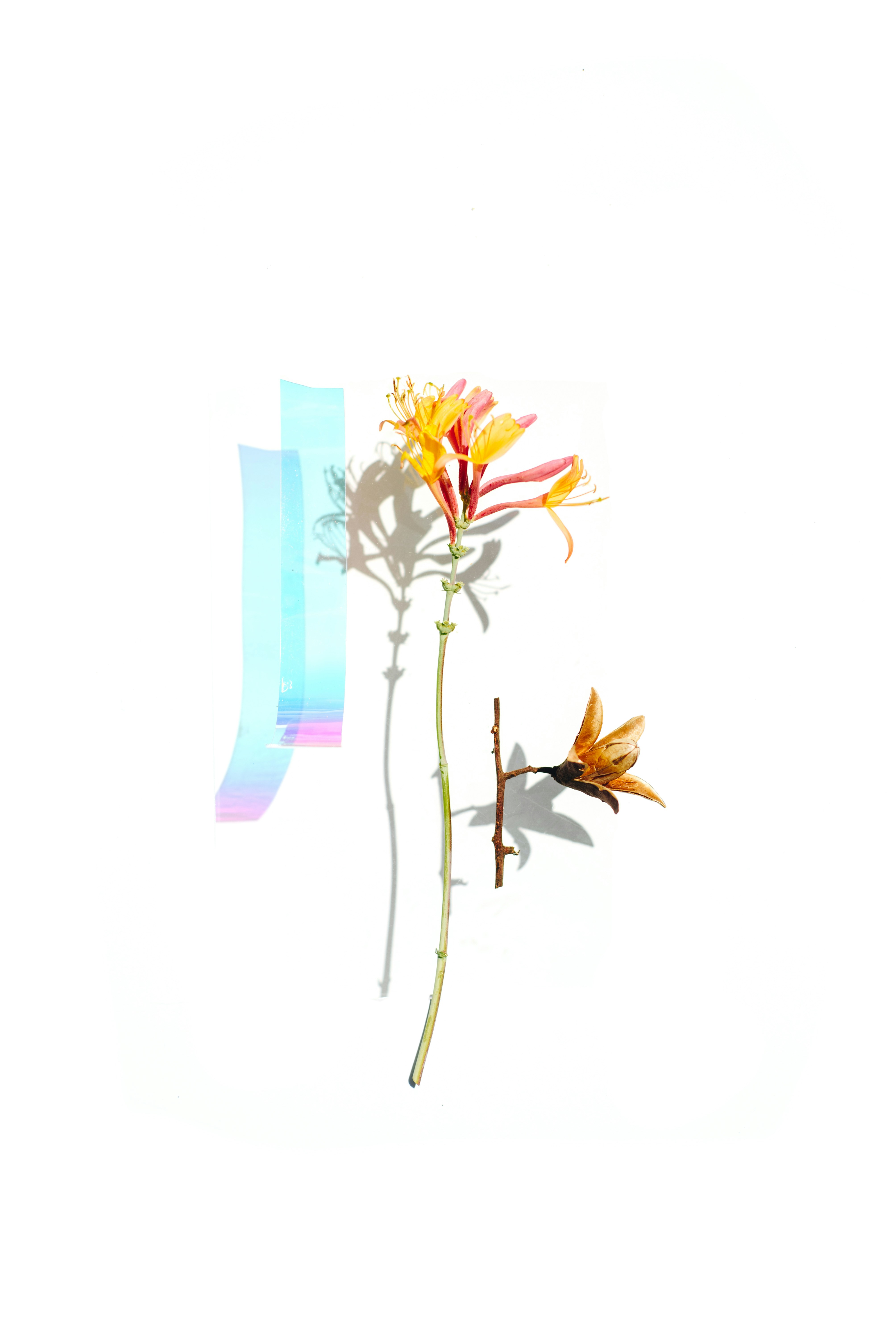 Photo by evieshaffer