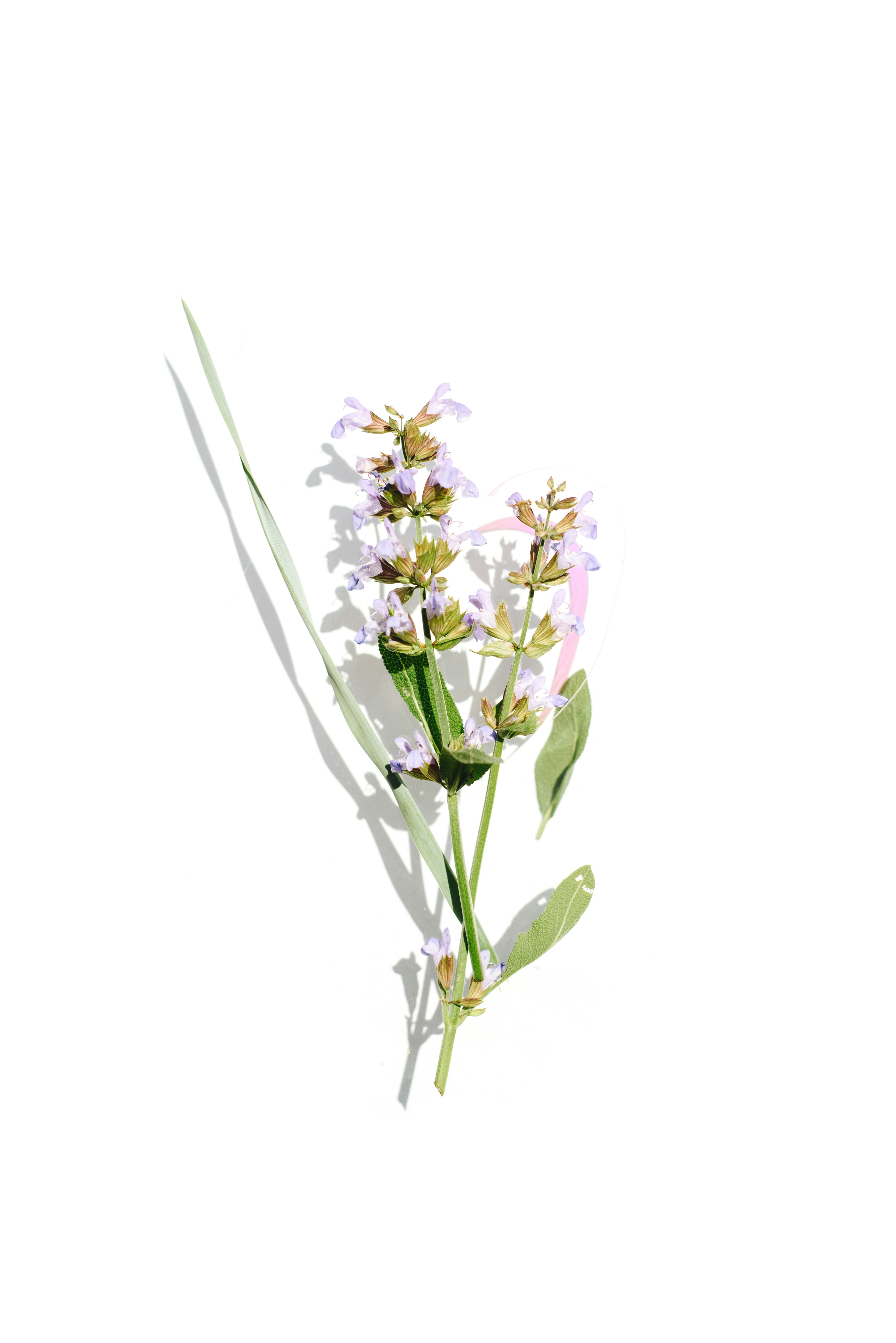Rametto di salvia con fiori viola su una superficie bianca.